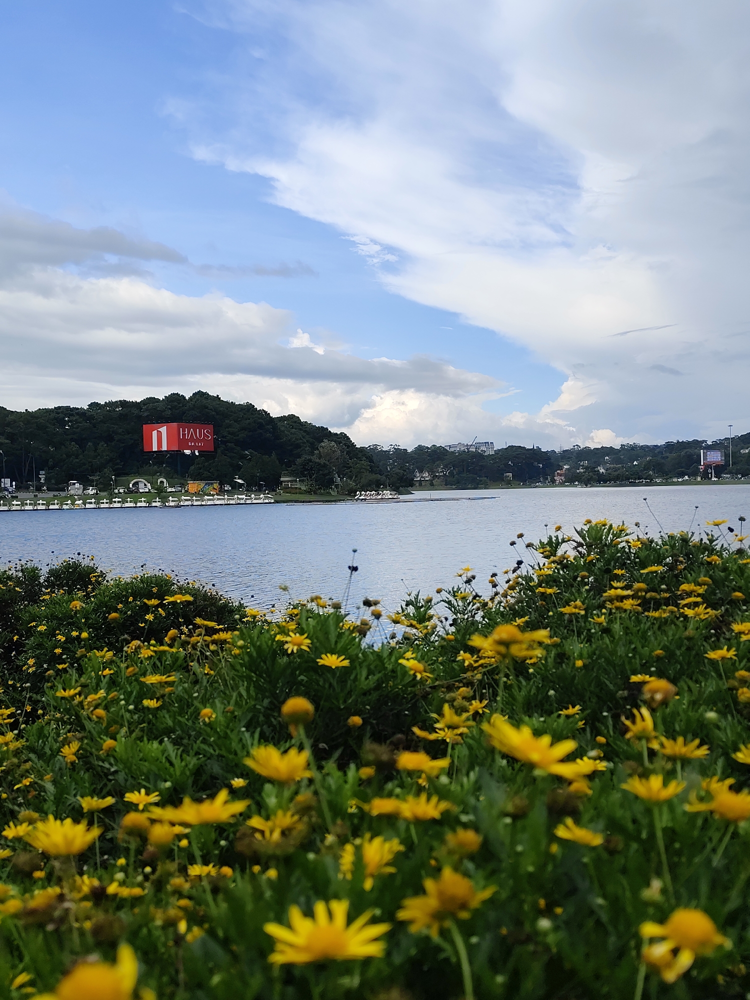 The image depicts a scenic view of Xuan Huong Lake in Da Lat, Vietnam, on a cloudy day. In the foreground, a dense bed of vibrant yellow flowers with green foliage dominates the lower portion of the frame, with some flowers slightly out of focus. Beyond the flowers, a wide expanse of the calm, blue lake stretches across the middle ground. On the far side of the lake, a line of white boats is visible, some appearing to be swan-shaped pedal boats. Behind the boats, a lush, tree-covered hill rises. A large red billboard with white text that reads "1 HAUS DALAT" is prominently displayed on the hillside. The background shows a skyline of buildings and trees under a sky filled with white and grey clouds. The overall impression is one of natural beauty with a touch of commercial signage. There are no people visible in the image.