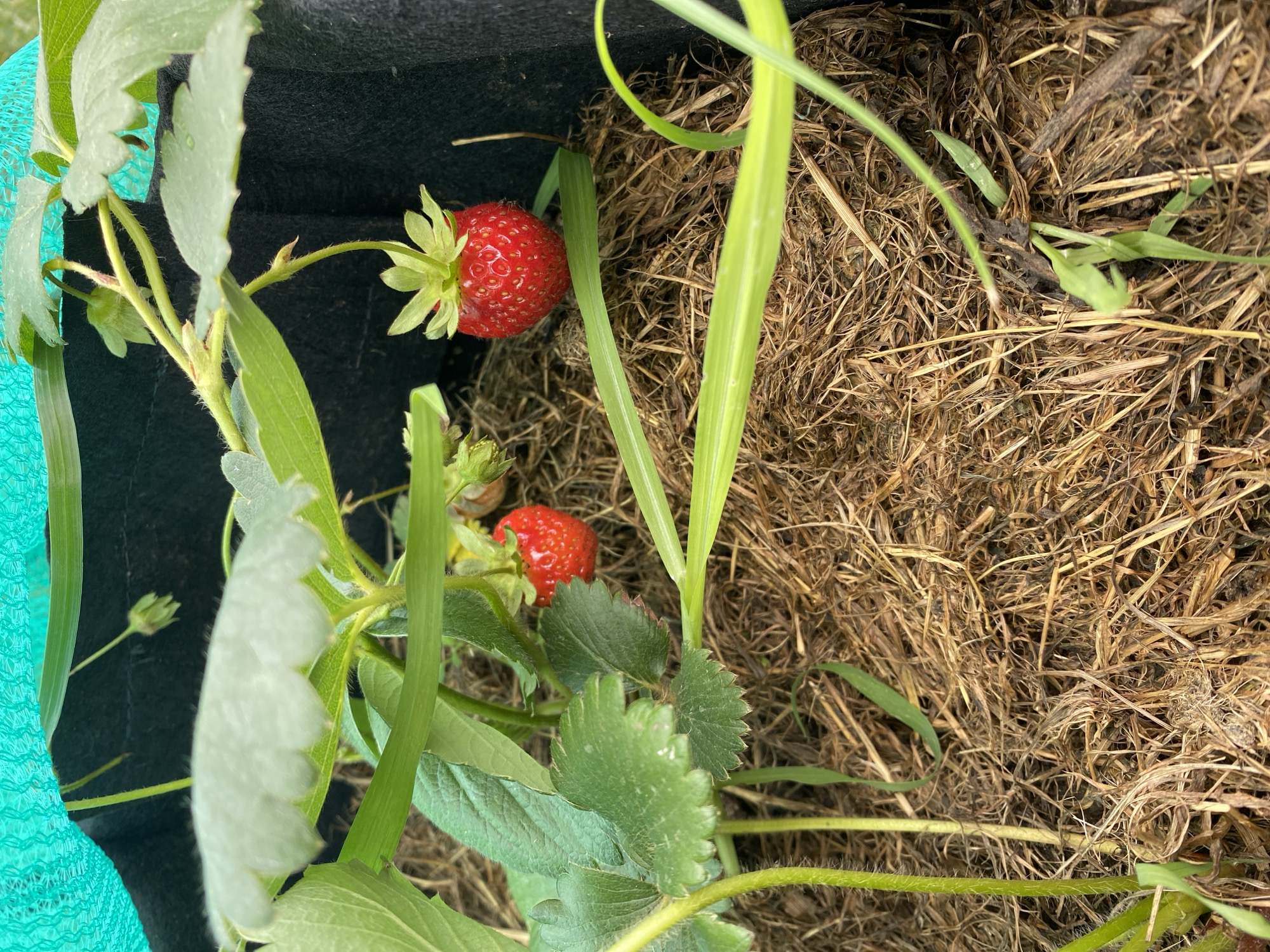 A close-up, eye-level shot shows two ripe strawberries growing from a strawberry plant in a fabric grow bag. The strawberries are bright red with visible seeds and green tops. One strawberry is slightly out of focus to the left, and another, more in focus, is to the right. The plant has green leaves and stems, some of which are hairy. The ground beneath the plant is covered in dry straw or hay. A teal fabric material is visible in the upper left corner, and the black fabric of the grow bag forms the background. The lighting is natural, suggesting an outdoor environment. No people are present in the image.