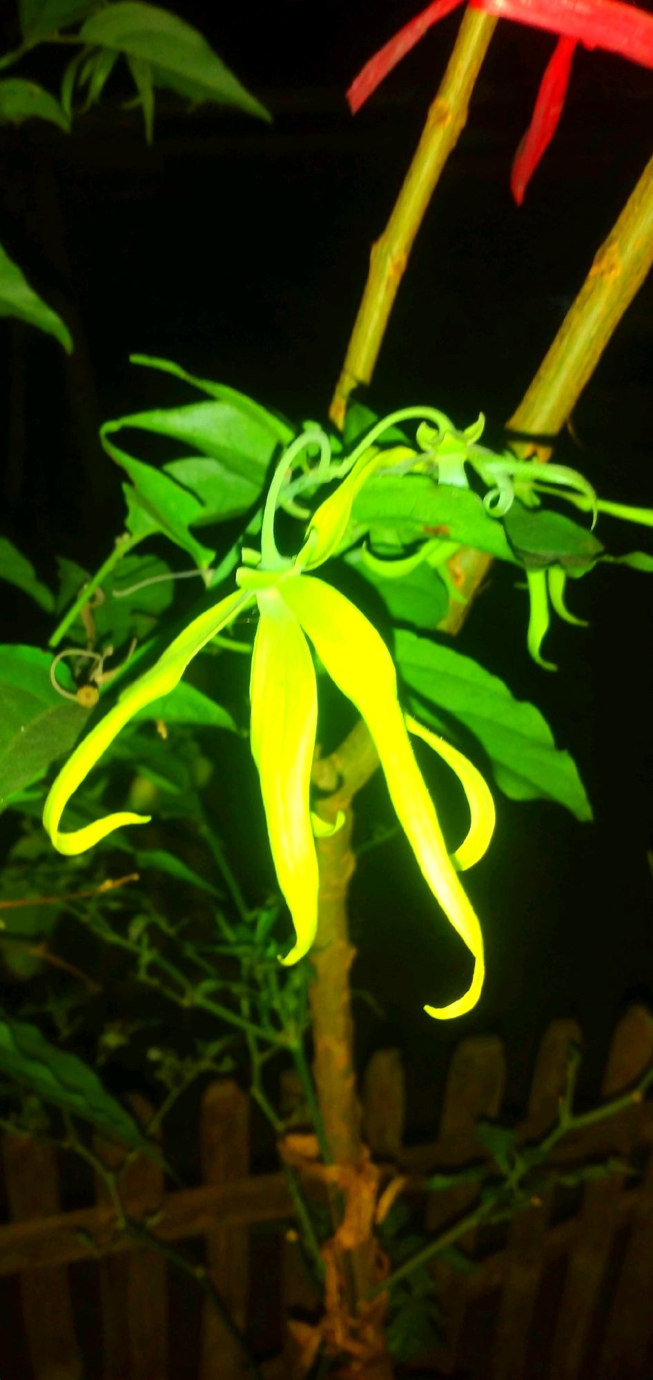 An overhead close-up shot shows a bright yellow flower with multiple long, narrow petals that curl at the tips, set against a dark background with green leaves. The flower is centered in the frame and appears to be part of a plant supported by thin, brown, stick-like structures. In the foreground, a blurred wooden fence is visible. Two thin, vertical, yellowish-green stems with some reddish-brown spots are positioned in the upper right quadrant, one partially obscuring the other. A bright red ribbon is tied to the top of the left stem, with another piece of red ribbon visible slightly to its right. The lighting creates a stark contrast, with the flower and some leaves illuminated while the background is largely dark. The image was taken in Rahong, Indonesia.
