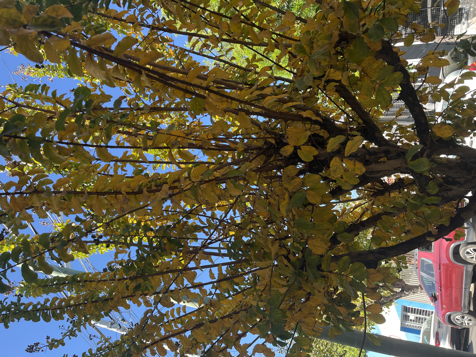 The image shows a tree with yellow and green leaves against a blue sky. The tree branches are visible. A red car is partially visible on the right side of the frame. A light-colored building is behind the car. Power lines are seen through the leaves. The location is likely San Fernando del Valle de Catamarca, Argentina.
