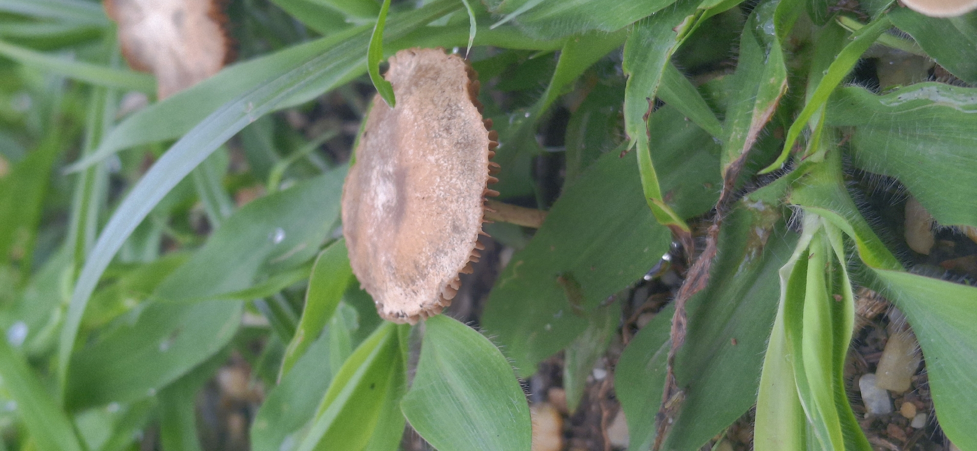 A close-up, eye-level shot captures a light brown, possibly fungal growth or dried plant material, standing amongst vibrant green grass in Vallecito, Venezuela. The central object, oriented vertically, displays a textured, somewhat granular surface and distinct, tooth-like or spiky projections along its right edge. Its overall shape is elongated and irregular.
The surrounding environment consists of numerous blades of green grass, some of which exhibit fine, hair-like structures along their edges and surfaces. Several small, clear water droplets are visible clinging to the grass blades, suggesting recent rain or dew. In the background and foreground, glimpses of soil and small light-colored pebbles can be seen, indicating a natural, outdoor setting. The lighting appears soft and natural, with no harsh shadows, consistent with an overcast day or shaded area. No human activity or visible text is present in the image. The scene evokes a sense of quiet natural detail, highlighting the intricate textures of the flora.