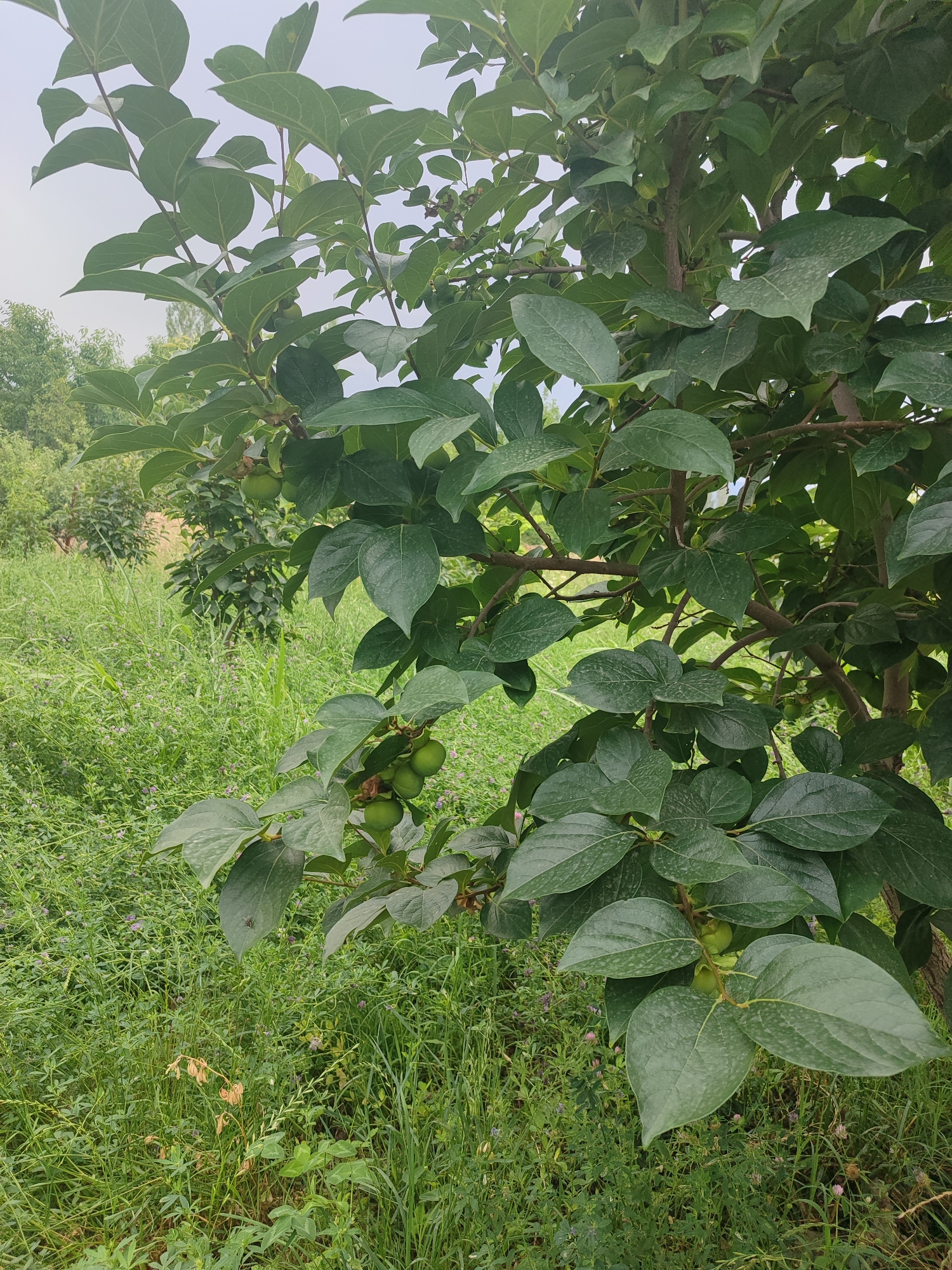 The image shows a close-up view of a tree with green leaves and small green fruits. The tree is in an outdoor setting, with lush green grass and vegetation visible in the background. The sky is overcast. There are no people or animals in the image. The scene appears to be a natural or agricultural environment, possibly a garden or orchard. The location is specified as Жаңы-Абад, Kyrgyzstan.
