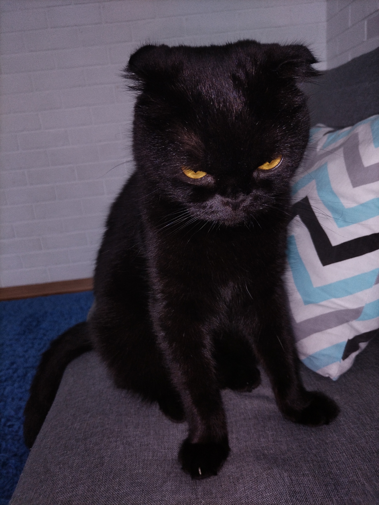 A black Scottish Fold cat with striking yellow eyes sits on a gray couch, looking downwards with a stern expression. The cat is positioned in the center of the frame, its body slightly hunched. To the right of the cat, a pillow with a chevron pattern in white, gray, and light blue is visible. The background features a light gray brick-patterned wall. A corner of a blue rug can be seen on the lower left side of the image. The lighting is dim, casting shadows on the cat and the surrounding furniture.