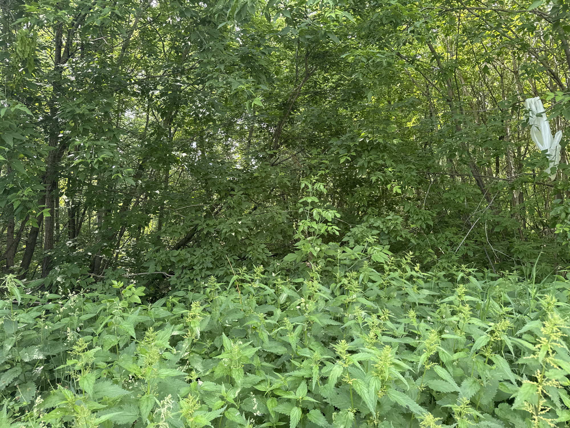 The image depicts a dense undergrowth of green nettles in the foreground, with a backdrop of lush trees. A white plastic bag is caught on a branch in the upper right portion of the frame. The scene appears to be an outdoor natural environment, possibly a wooded area on the outskirts of Berezniki, Russia, given the context provided. No people are visible in the image, and there are no observable actions or interactions taking place. The environment is characterized by abundant vegetation and a naturalistic setting.