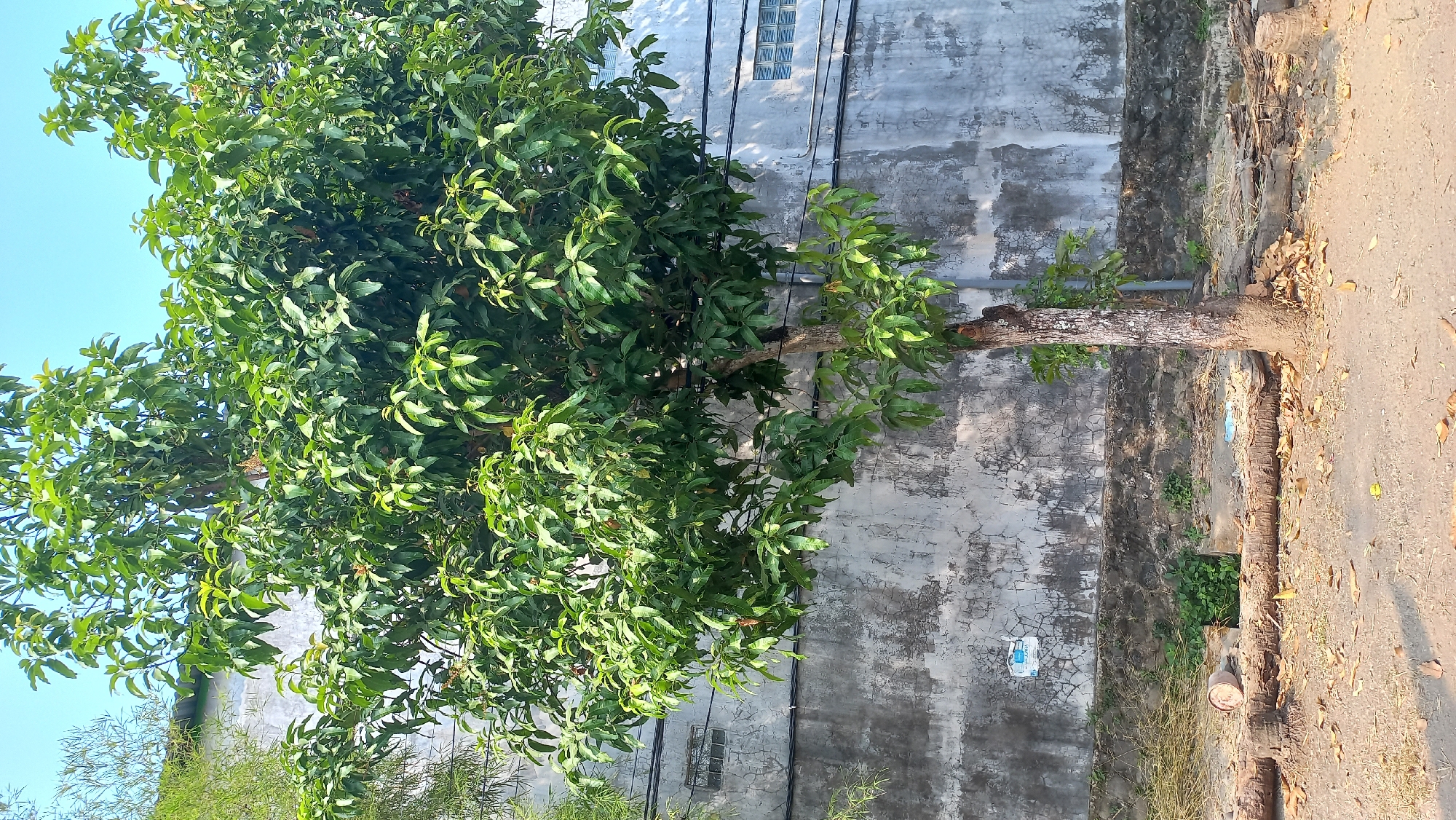 A medium-sized tree with a rough, textured trunk stands in the foreground, its branches laden with lush green leaves, reaching towards a clear blue sky. The tree's trunk is thick and appears old, with a base covered in soil and dry leaves scattered on the ground around it. Behind the tree, a weathered, gray concrete wall with visible cracks and patches of discoloration stretches across the background. Several dark electrical wires run horizontally along the wall, and two small, rectangular windows with a patterned glass design are set into the wall. To the left of the main tree, thinner, lighter-colored foliage is visible. In the lower-left portion of the image, a collection of discarded materials, including sections of fallen logs and what appears to be a broken cylinder, are present on the ground. The ground in the foreground is a mix of dirt, fallen leaves, and some scattered debris, suggesting an outdoor, possibly urban or semi-urban environment. The lighting indicates it is daytime, with sunlight casting shadows and highlighting the textures of the wall and tree.