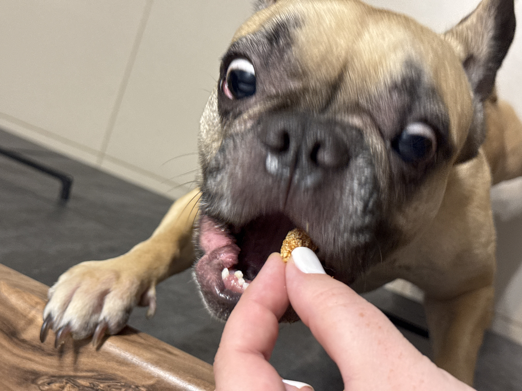 An overhead, close-up shot shows a person's hand with white-painted fingernails holding a small, textured brown treat towards a French bulldog's open mouth. The dog's face is mostly visible, with its tongue partially extended and its teeth showing. The dog's eyes are wide and dark, looking upwards. Its fur is a mix of tan and black. In the background, a wooden surface and a neutral-colored wall are visible. The image was taken in Mikhaylovsk, Russia.