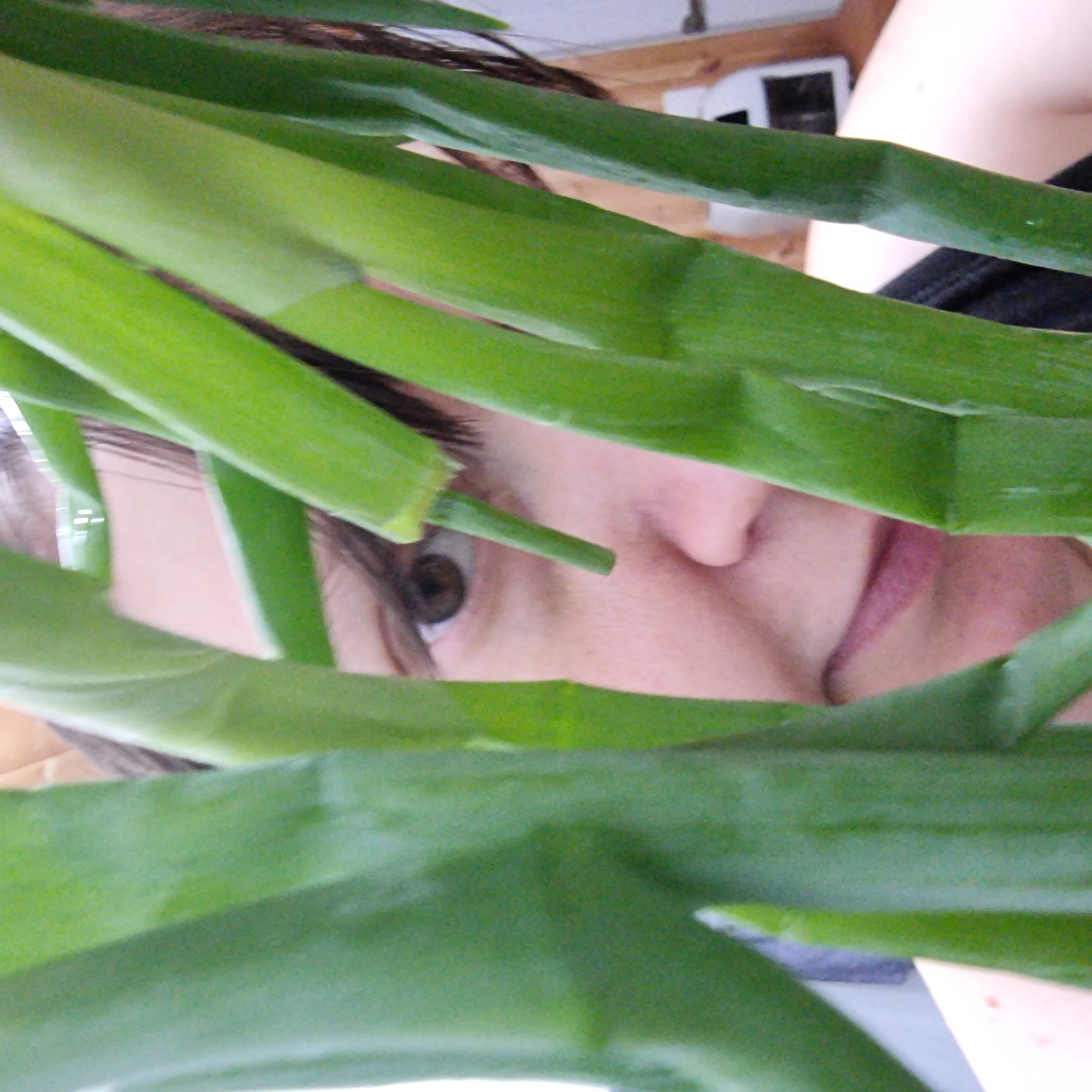 This image appears to be a close-up, indoor shot of a person's face peeking through large, green stalks of what seems to be scallions or a similar plant. The focus is on the middle section of the face, specifically the eye, nose, and mouth area. The person has brown eyes and their lips are lightly colored. The background is blurred and suggests an indoor setting with some wooden elements and possibly white furniture or walls. There is no indication of the image being taken in Dunnae-myeon, South Korea.