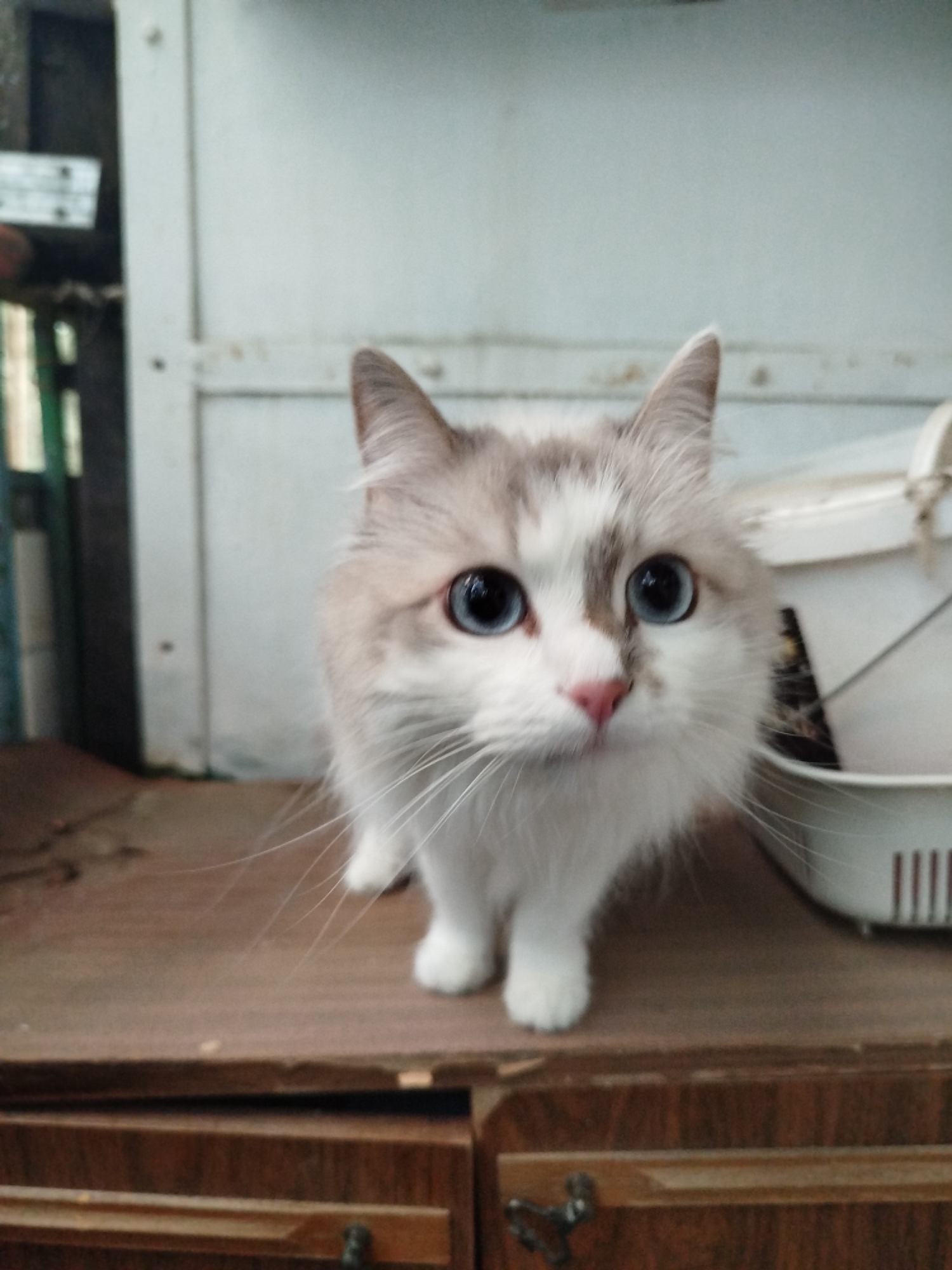 A medium shot photograph captures a fluffy, light-colored cat with large, blue eyes looking directly at the camera. The cat has white fur with grey and tan markings on its head and back. Its ears are pointed, and its nose is a soft pink. The cat is standing on a wooden surface, likely a dresser or table, which has a dark brown, grained finish. Behind the cat, a white plastic crate with ventilation holes is visible. The background appears to be a wall painted in a light, neutral color, with some darker elements on the left side, possibly shelves or furniture. The overall lighting is soft, with the focus clearly on the cat's face.