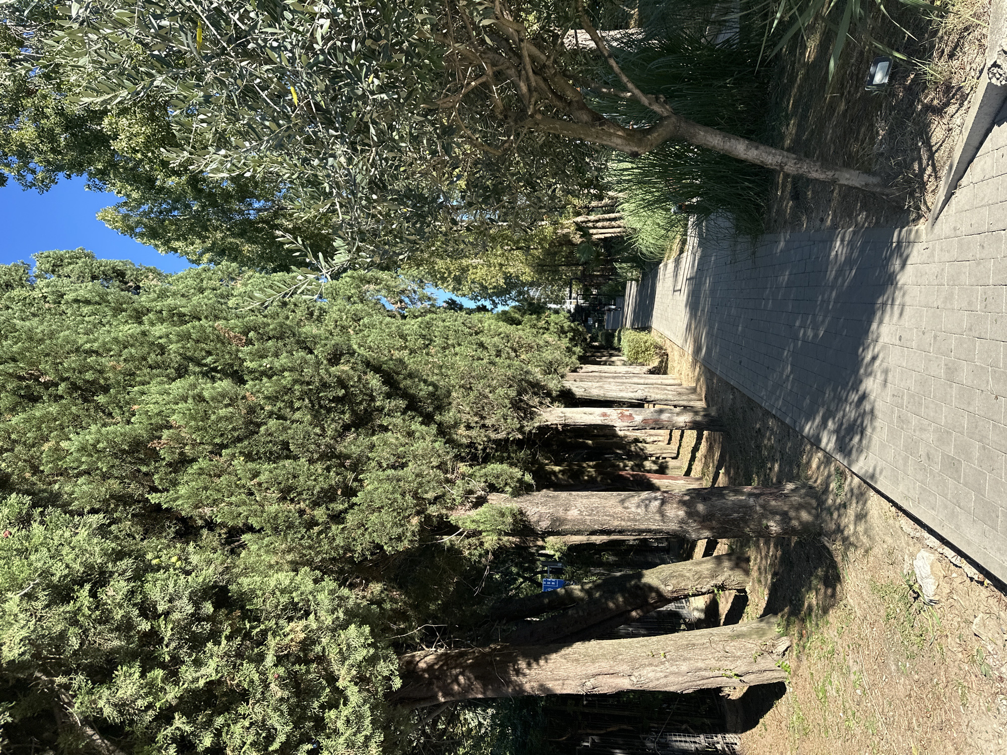 The image depicts a paved walkway lined with cypress trees on the left and an olive tree and lush greenery on the right, leading into the distance. The scene is illuminated by natural sunlight, casting shadows across the path and the trees. The environment suggests a park or a well-maintained garden in Sochi, Russia, possibly a seaside resort area given the Mediterranean-like vegetation. There are no people clearly visible in the frame, though the walkway suggests it is a public area. The overall impression is one of tranquility and a well-kept outdoor space.