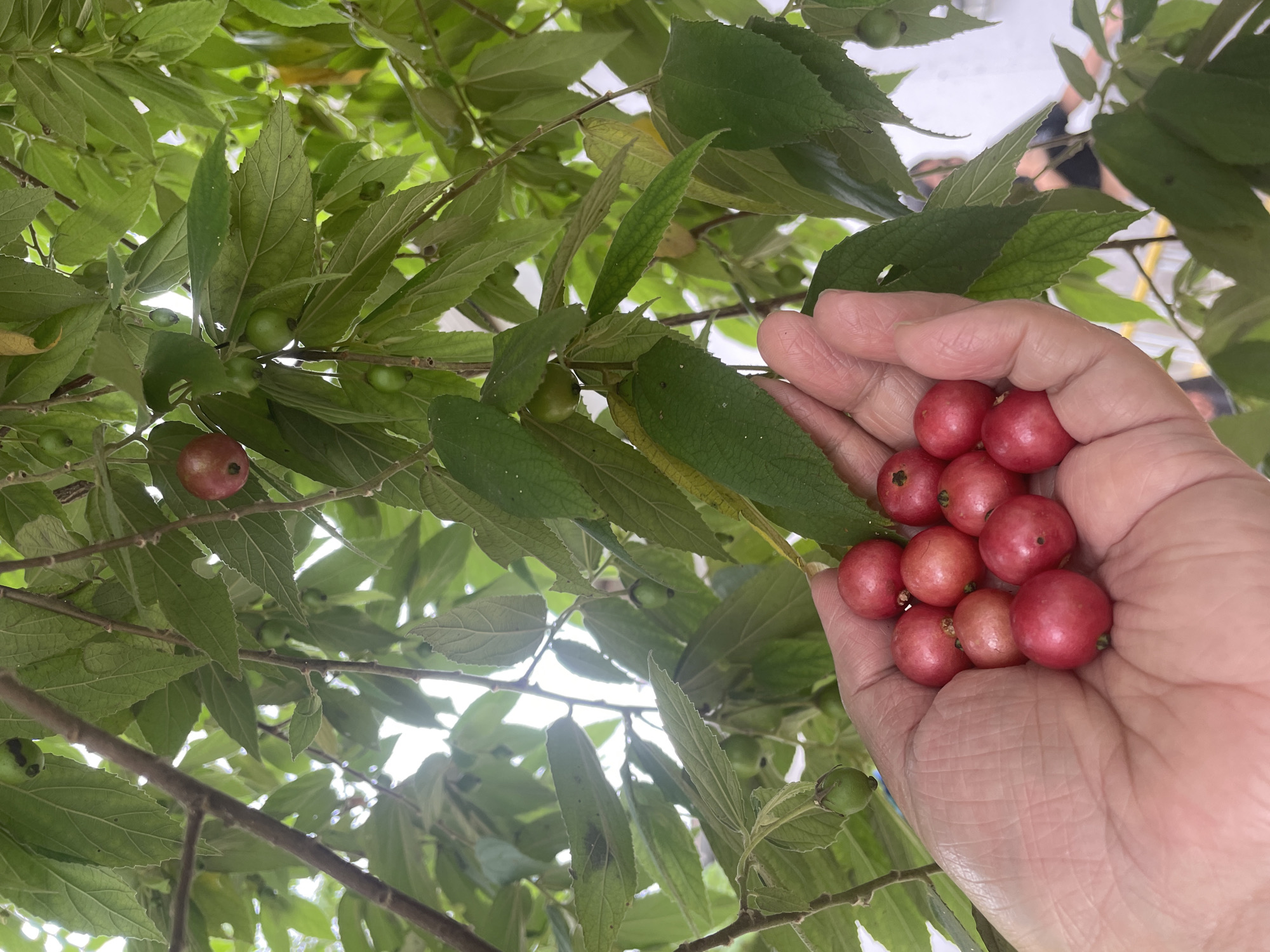 In Hijo, Philippines, a hand holds a cluster of approximately 15 small, round, red berries. The hand is positioned beneath a tree with bright green, serrated leaves. Some of the berries are still on the tree, appearing green and unripe. The background shows other parts of the tree.