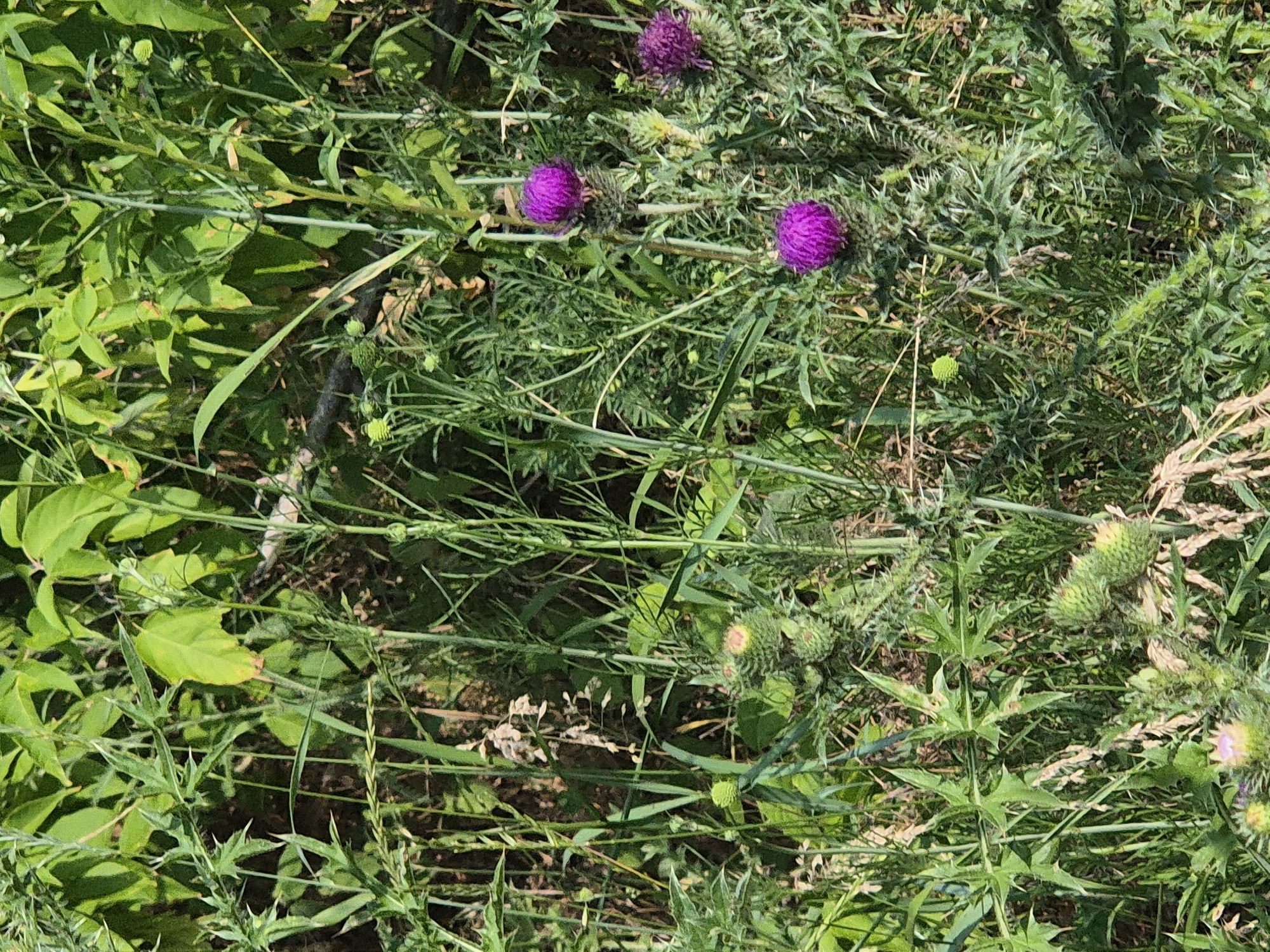 A natural, overgrown scene in Sozonivka, Ukraine, features a variety of green vegetation, including tall grasses and leafy plants. Prominent among the plants are several thistle flowers, characterized by their spiky leaves and vibrant purple blooms. Some of these flowers are fully open, while others appear to be in bud. The dense foliage creates a wild, untamed environment, with sunlight filtering through the leaves, casting shadows and highlighting the textures of the plants. The ground is covered in a thick layer of vegetation, suggesting a rural or undeveloped area. There are no people or animals visible in the image.