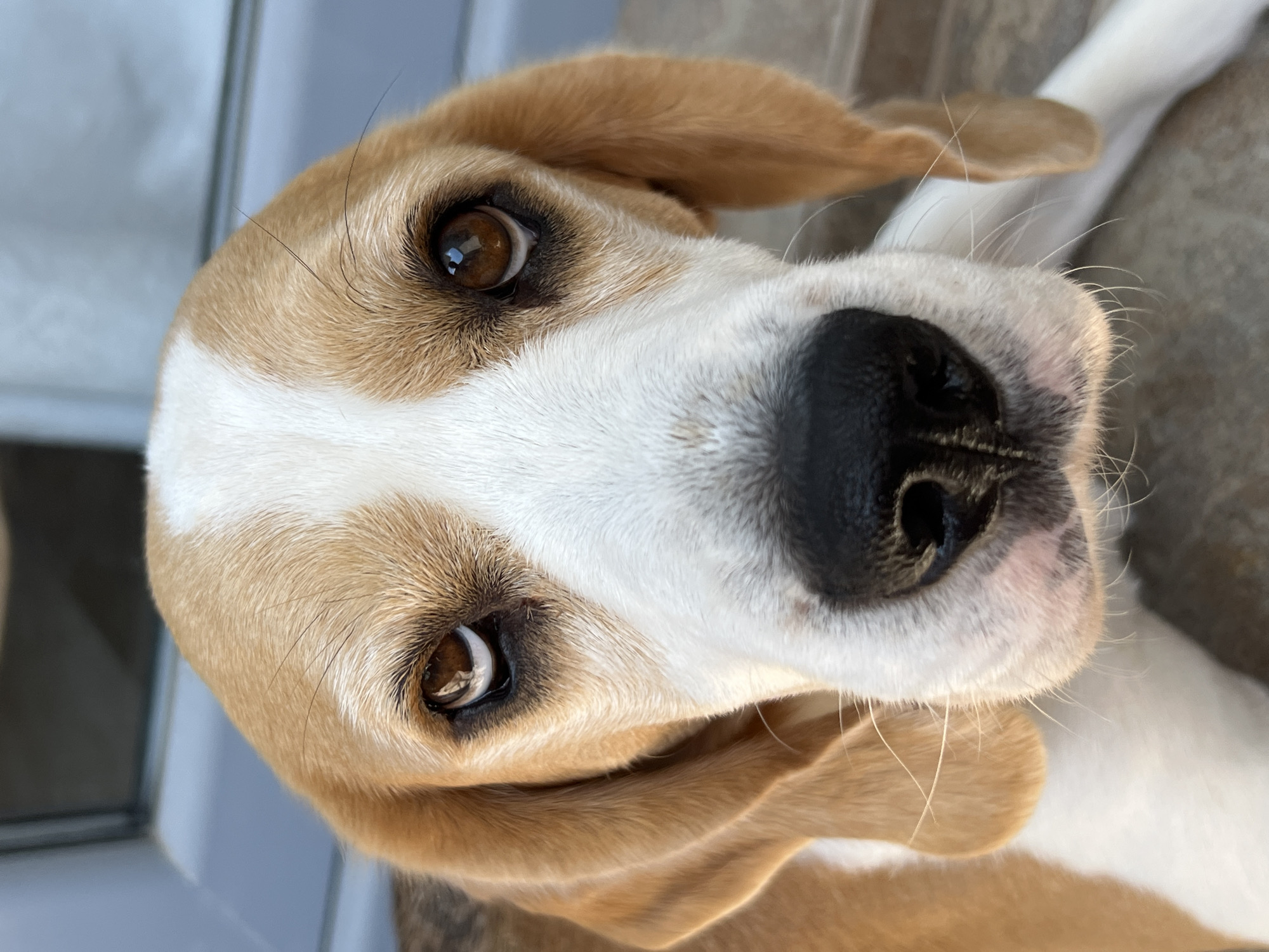 A close-up, head-on shot shows the face of a beagle dog with brown and white fur. The dog's eyes are looking directly at the camera, with a slightly mournful expression. Its nose is black and wet, and its ears are long and floppy. The background is out of focus, but appears to be a light-colored wall and some grey paving stones, suggesting an outdoor setting. There are no people or any identifiable landmarks of Budva, Montenegro visible in the image.