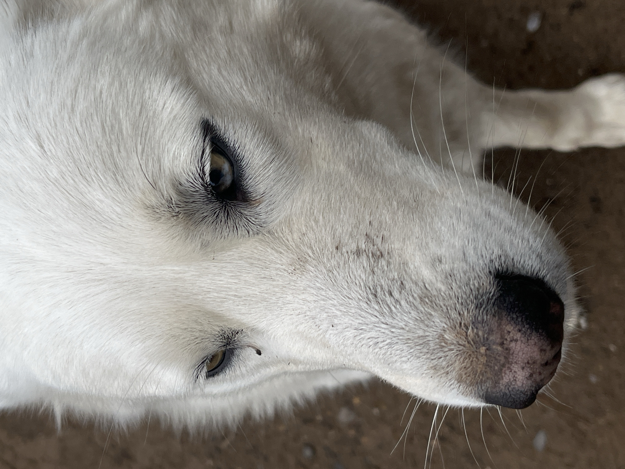 A close-up, high-angle photograph captures the head and upper body of a white dog, possibly a husky or similar breed with dense fur. The dog's head is tilted to its right, and its gaze is directed towards the left and slightly upwards, out of the frame. Its visible eyes feature a light brown or amber iris, accentuated by prominent dark markings resembling eyeliner around the lids.
The dog's fur is predominantly white and appears thick and soft. Some dark specks and smudges are visible on the fur around its eyes and on its muzzle, suggesting minor dirt or staining. Long, fine white whiskers extend from its muzzle. The dog's nose is dark and textured, with subtle variations in color. The overall impression is one of calmness and attentiveness.
The background is out of focus and appears as a dark, textured surface, possibly earthen ground or a concrete floor, indicating the dog is resting outdoors or on a similar surface. The lighting is soft and diffused. No specific activity is depicted other than the dog resting and looking. There is no visible text in the image. The location is Шолья, Russia.