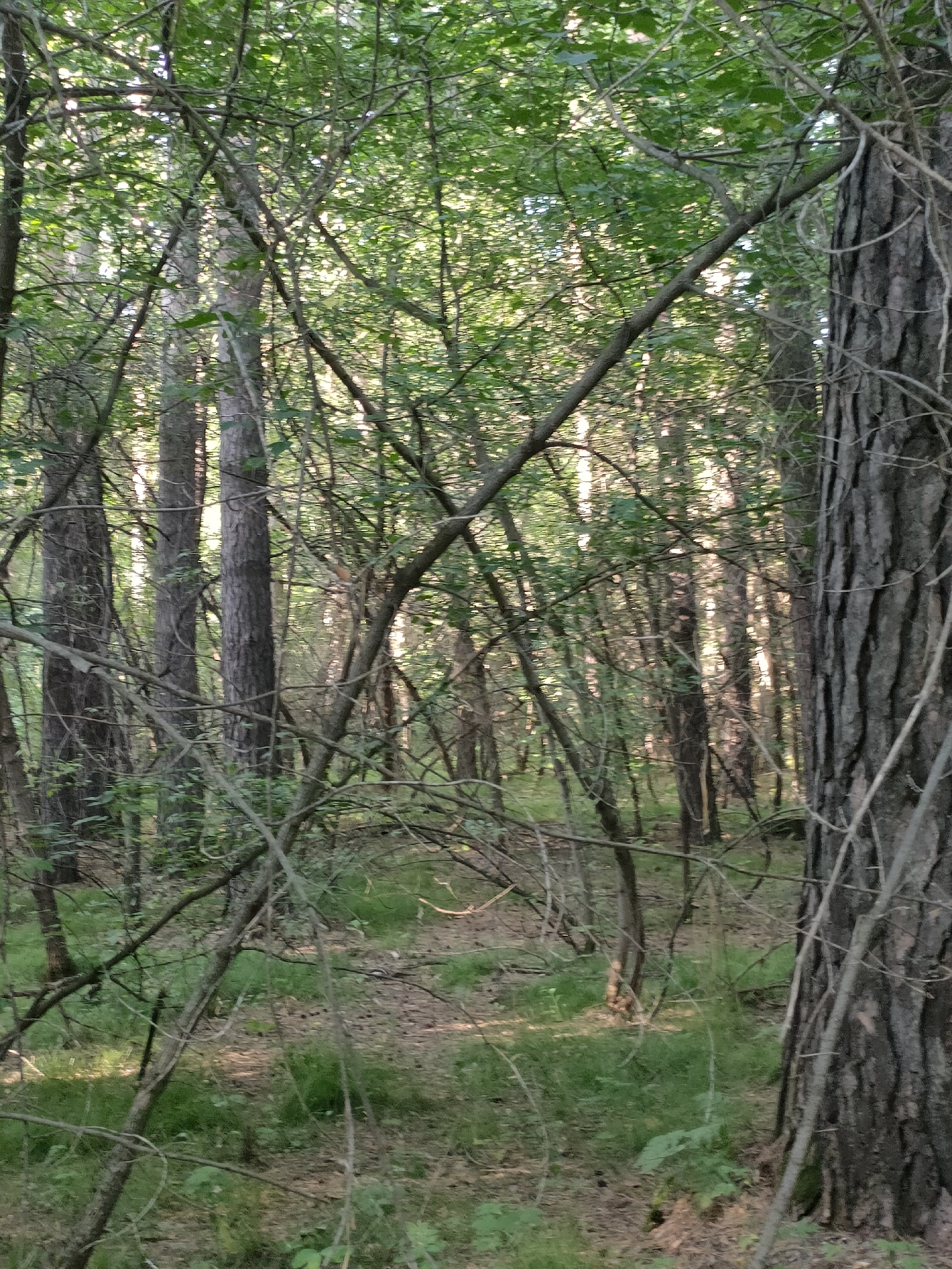 The image depicts a dense forest scene. The foreground is dominated by a thick tree trunk on the right, with its rough, gray bark highly textured. Several branches, some bare and thin, others covered in sparse green leaves, crisscross the view, creating a sense of depth and enclosure. In the background, a multitude of slender tree trunks are visible, interspersed with foliage and illuminated by dappled sunlight filtering through the canopy. The ground is covered in a mixture of dry leaves, pine needles, and patches of green grass and undergrowth. The overall impression is one of a natural, untamed woodland.
There are no people or animals visible in the image. The scene is static and appears to be a natural environment. The lighting suggests it is daytime, likely late afternoon given the warm tones of the sunlight.
The image is identified as being taken in the city of Barnaul, Russia, within a forest area. The specific location within Barnaul is not provided by the image itself, but it captures a typical section of a coniferous or mixed forest common in the region.