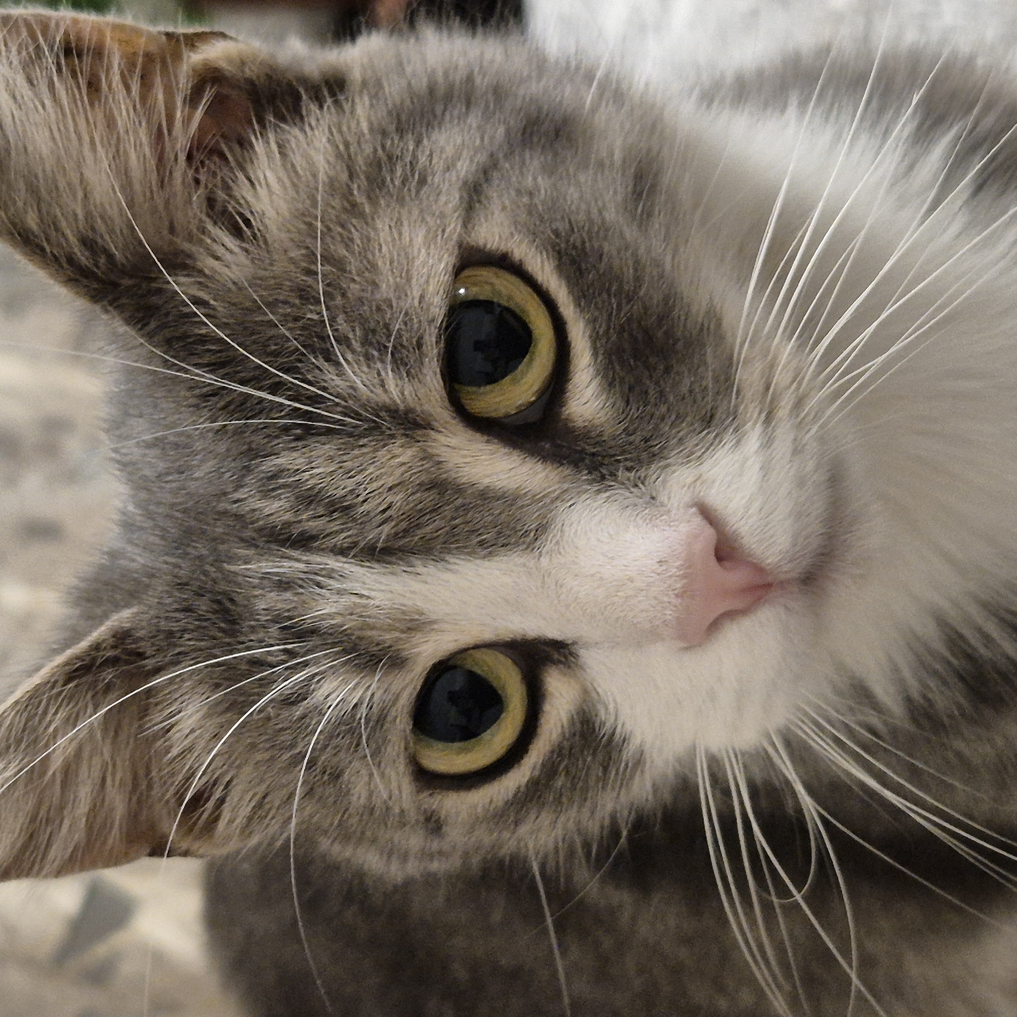 A close-up, eye-level, headshot of a gray and white tabby cat is featured. The cat's face fills the majority of the frame, with its yellow eyes looking directly at the viewer. Its nose is a soft pink, and its whiskers are long and white. The cat's fur is short and soft, with stripes of gray and white visible. The background is blurred and out of focus, suggesting the cat is indoors or in a controlled environment. There is no discernible indication of the city of Liski, Russia, or any other specific geographical location within the image. The image is a portrait of a domestic feline, with no other subjects, objects, or actions present.