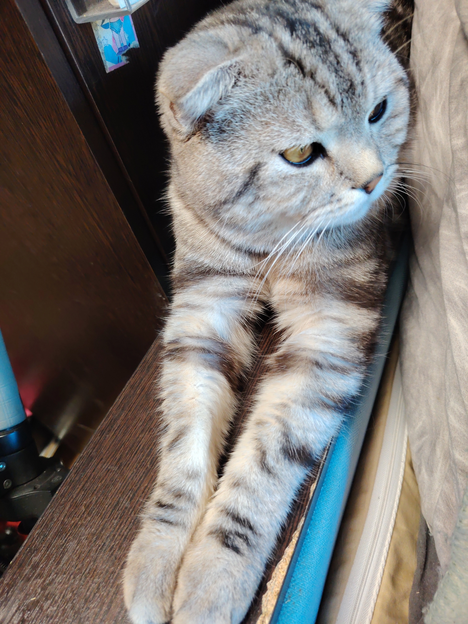 A medium shot captures a gray tabby Scottish Fold cat, possibly indoors. The cat rests on a dark wooden surface with its front paws extended. To the left of the cat, various items are partially visible, including a turquoise-colored object. To the cat's right is a light gray fabric.
