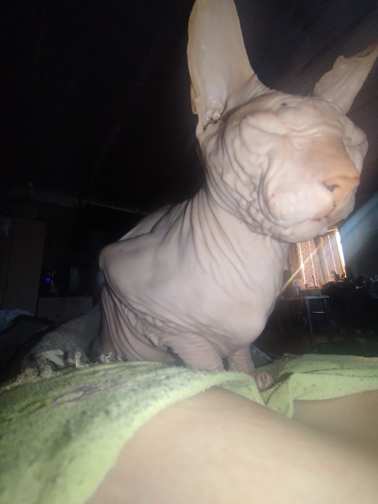 The image shows a close-up of a Sphynx cat in a dimly lit room. The cat is pinkish-beige in color and has prominent wrinkles on its skin. Its large ears are pointed upwards. The cat is positioned in the foreground, with its head and upper body visible. Part of a person's leg and a green towel are in the lower foreground. In the background, there is a window with blinds, a table, and some objects that are difficult to discern due to the poor lighting. The overall impression is that the photograph was taken indoors, possibly in a residential setting. There is no information in the image to suggest a location in Zavodoukovsk, Russia.