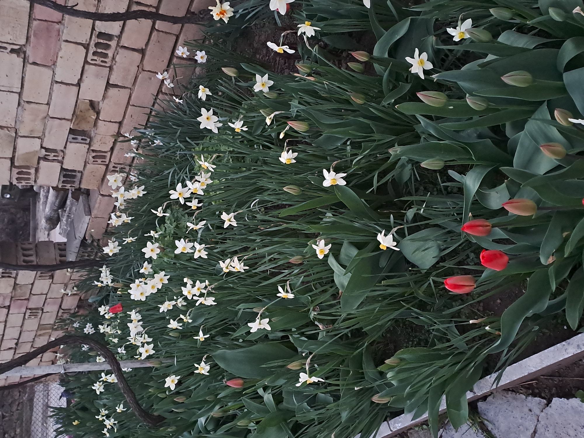 The image shows a garden bed located in Spanchevtsi, Bulgaria. The garden bed contains primarily white daffodils with yellow centers and red tulips. The tulips are in various stages of bloom, some fully open and others still in bud. The daffodils are densely packed together. A brick pathway borders the garden bed on one side. A vine or branch is present in the lower left corner of the image. The photo appears to have been taken in a residential area.