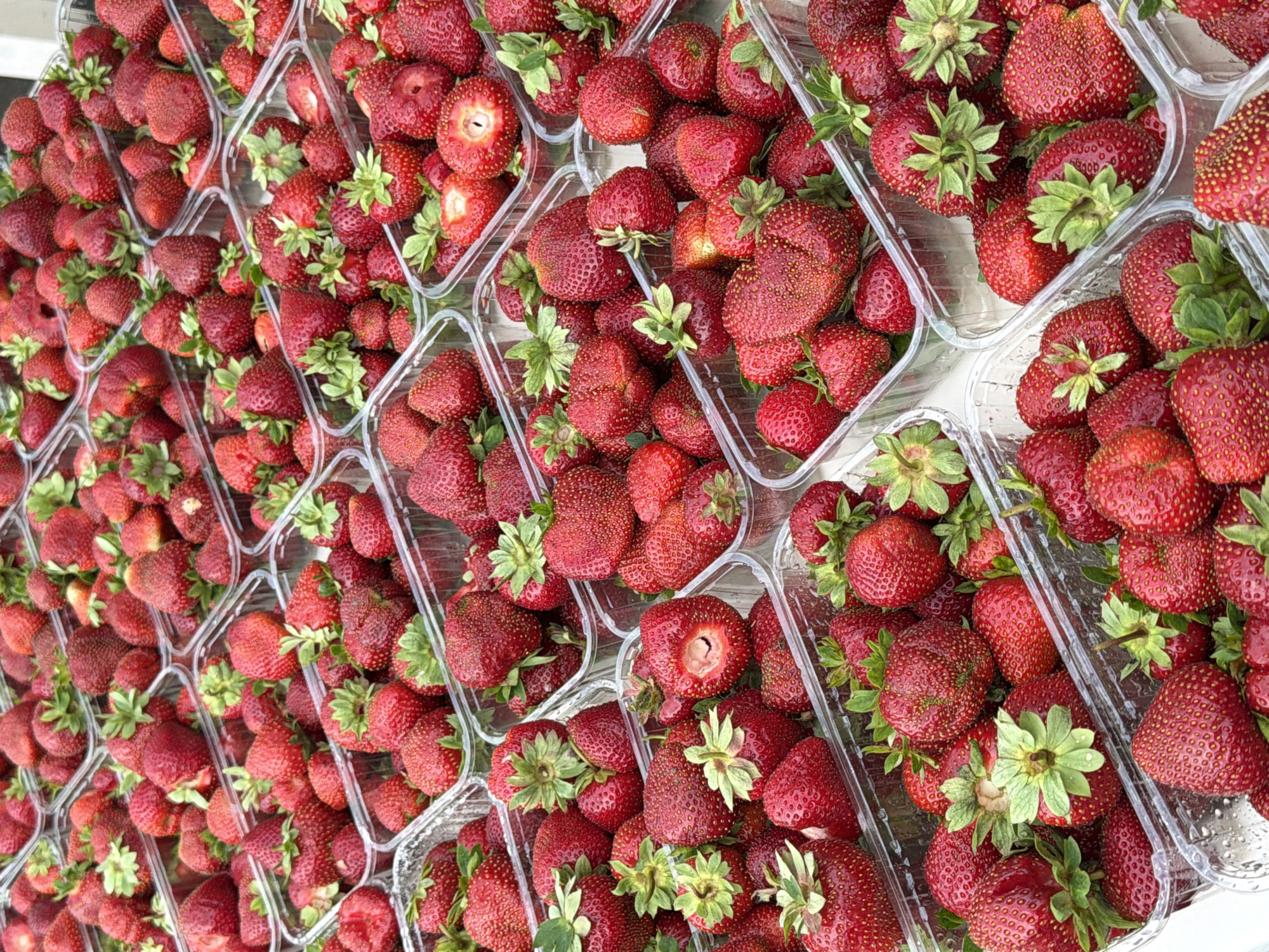 A high-angle, full shot captures a dense arrangement of clear plastic containers filled with ripe red strawberries. The containers, varying slightly in size and shape, are packed tightly together, creating a visually abundant display. Some containers appear to be stacked or overlapping, suggesting a market stall or a large-scale agricultural product presentation. The strawberries themselves are a vibrant red, with some displaying a deep, rich hue, while others have a brighter, more intense color. Many of the fruits have their green leafy caps still attached, adding a contrasting color and texture to the scene. The overall impression is one of freshness and abundance, with the glistening surfaces of the strawberries hinting at their juicy ripeness. The background is blurred and out of focus, drawing full attention to the strawberries themselves. The lighting is bright and even, highlighting the details of the fruit and the transparency of the containers. There are no people or animals visible in the image. The setting appears to be outdoors, likely in a market or a place where produce is sold.