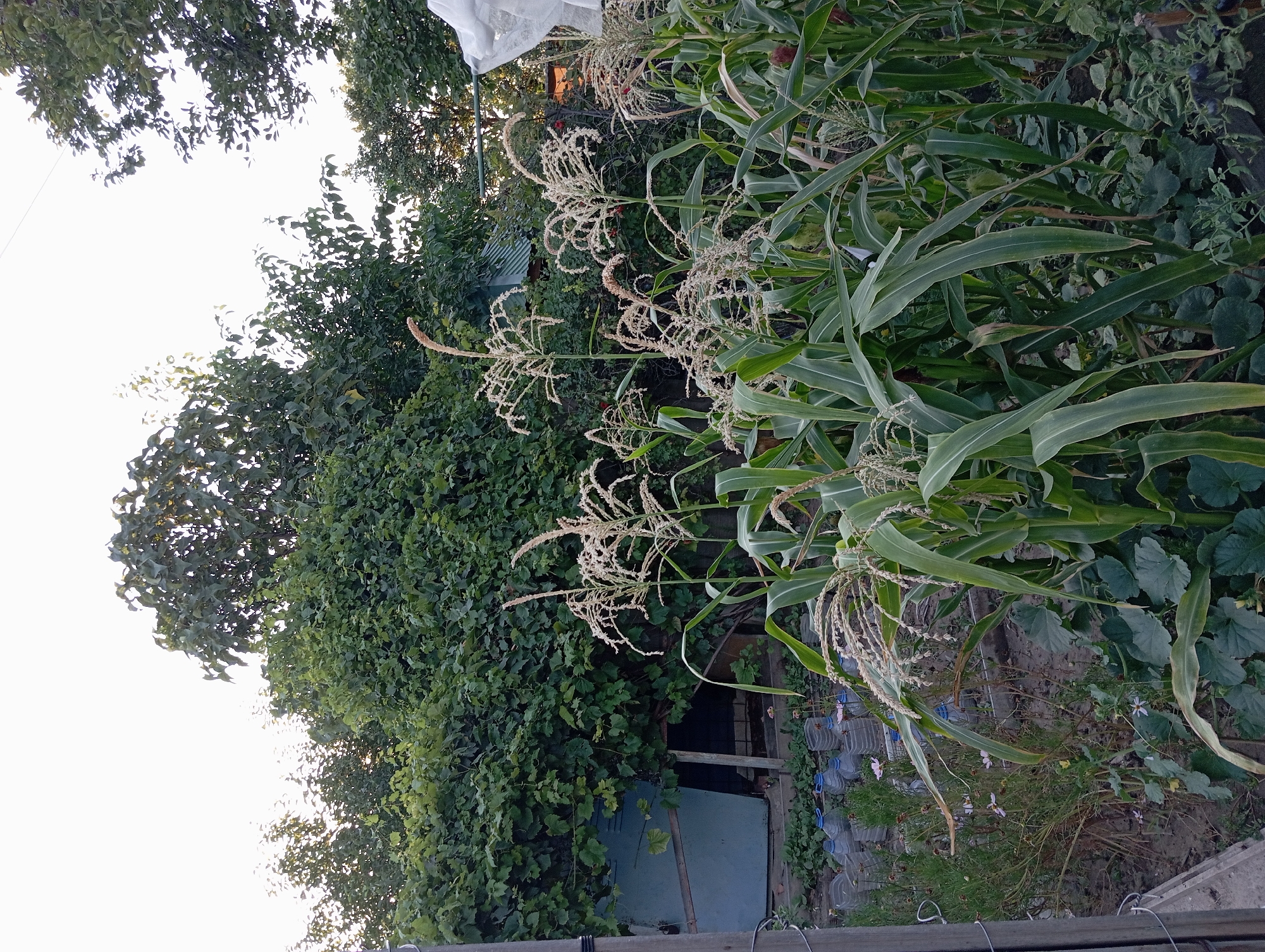 This image depicts a garden scene. In the foreground, several stalks of corn with their tassles are prominently displayed, some reaching towards the sky. Lush green leaves of the corn plants fill the lower and central parts of the frame. To the left, a blue structure, possibly a shed or outbuilding, is visible, partially obscured by dense green foliage, likely grapevines, which cover a trellis or fence. In front of the blue structure, rows of plastic bottles, likely repurposed for watering or plant support, are arranged on the ground. The background is dominated by a dense canopy of various green trees and bushes, with a sliver of bright sky visible at the top. The lighting suggests it might be late afternoon or early evening. There are no people or animals visible in the scene. The overall impression is that of a productive, somewhat overgrown, urban or suburban garden. The specific location in Aktau, Kazakhstan, cannot be determined from the visual information provided in the image alone.