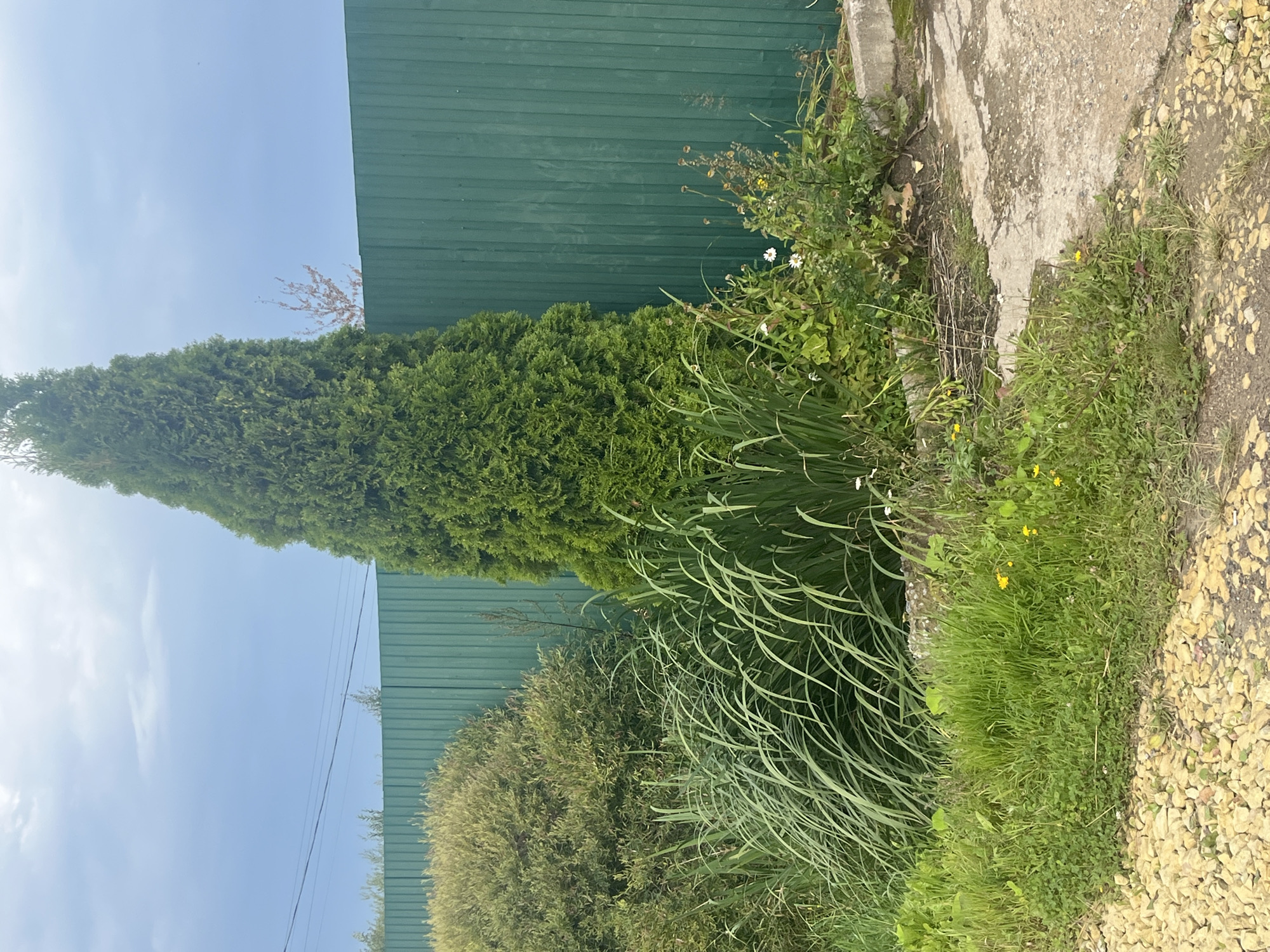 The image depicts an outdoor scene in Vladimirovka, Russia, featuring a tall, conical evergreen tree positioned in front of a green corrugated metal fence. To the left of the evergreen, a large, bushy shrub with light green foliage is visible. In the foreground, a variety of grasses and small plants grow, some with yellow wildflowers. A gravel path runs along the bottom left of the image, leading to a concrete path or driveway in the lower right. The sky above is overcast with a pale blue hue. No people or animals are present in the image, and no discernible actions are occurring.