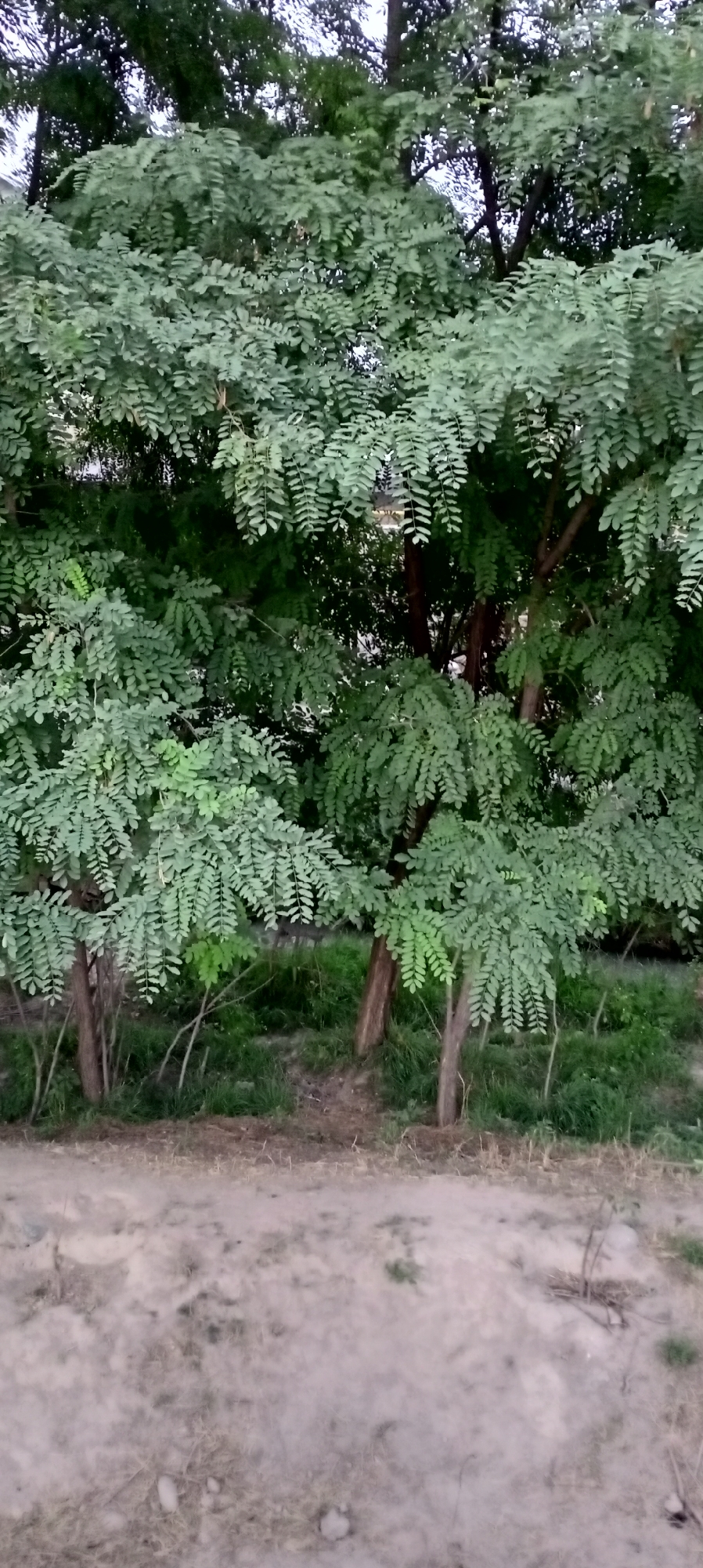 This media file depicts a scene with lush green trees and foliage in what appears to be an outdoor setting. The trees are dense, with many compound leaves that create a full, green canopy. Several tree trunks are visible, some thicker and older, while others are thinner, suggesting a mix of growth stages.
The ground in the foreground is a dirt or gravel path, with some dry grass and sparse vegetation. Behind the trees, there is more greenery, likely grass and undergrowth, suggesting a natural or park-like environment. The lighting appears to be natural daylight, possibly late afternoon or early evening, given the soft quality of light filtering through the leaves and the shadows. The overall atmosphere is tranquil and natural. There are no people or discernible objects other than the trees and the natural ground cover. No text is visible in the image. The location context provided is Sokuluk, Kyrgyzstan.