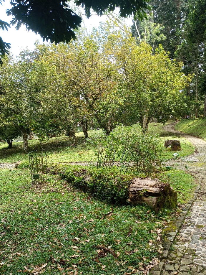 The image displays an outdoor, park-like environment located in Serchhip, India, under bright daylight conditions. A winding path, constructed from irregular grey and brown paving stones, ascends gently from the lower right of the frame towards the upper left background. The ground is predominantly covered in green grass, with numerous scattered brown fallen leaves visible throughout, particularly in the foreground.
In the mid-foreground, a substantial, dark, partially decayed log or tree trunk lies horizontally, heavily overgrown with green moss and other vegetation. To the left of this log, a small plant or sapling is enclosed within a rectangular metal wire cage, which has a small, light-colored label attached to its front. Further to the right, behind the prominent log, a dense cluster of green bushes is present, also appearing to be partially enclosed or supported by a less distinct wire structure.
The midground and background feature multiple deciduous trees with green and yellowish-green foliage, exhibiting visible trunks and branches. In the far right background, taller, darker conifer-like trees form a dense border. A small, indistinct human figure is visible on the winding path in the distant background, appearing to be walking or standing. The sky, mostly bright white, is visible in the upper portion of the frame.