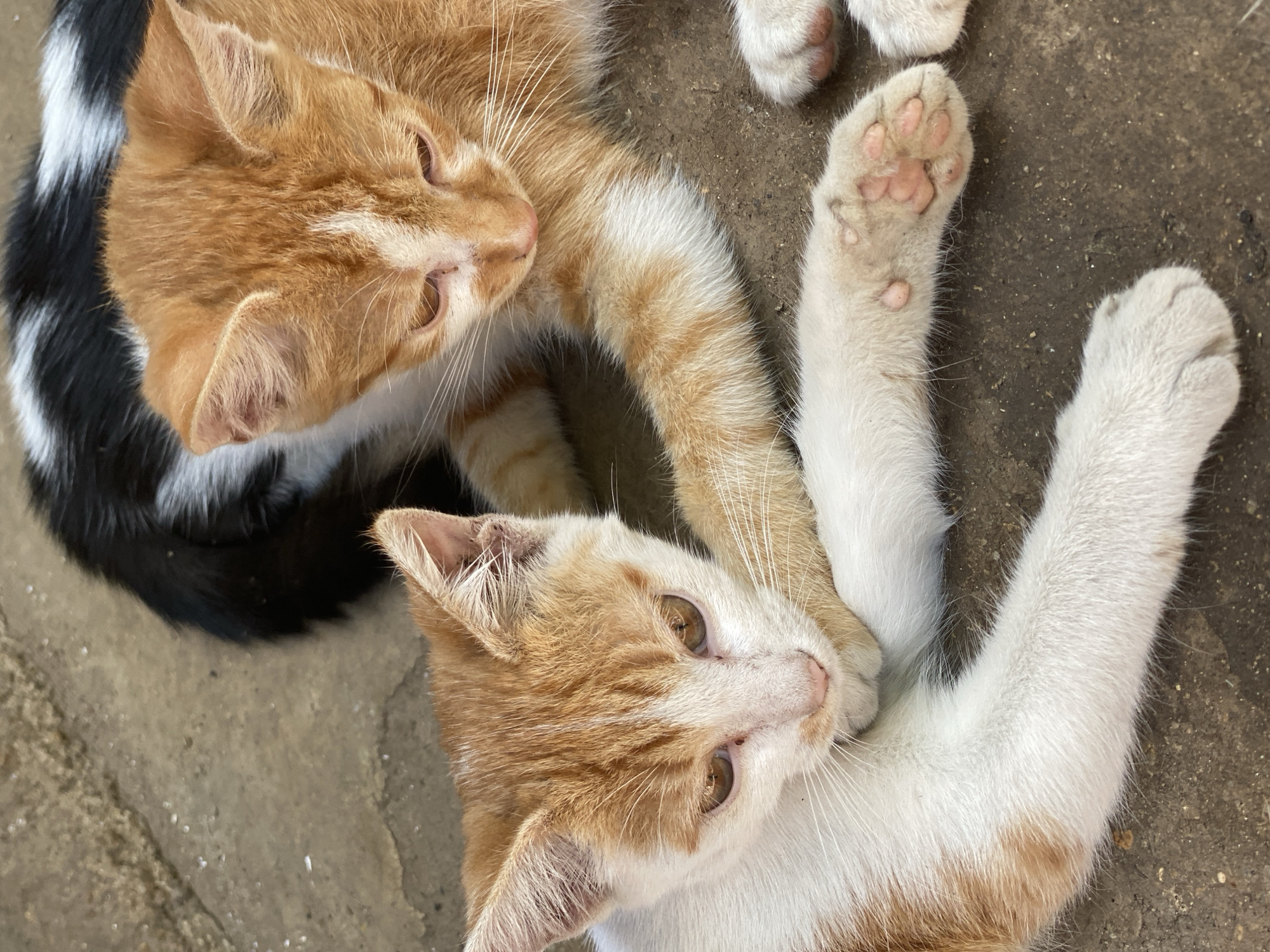 Two cats are resting on a concrete and dirt ground in Maigizo, Nigeria. The image is captured from an overhead perspective, looking down at the animals.
The cat in the upper left is primarily orange and white, with an orange face and white chest fur visible. Its eyes are a light amber, and long white whiskers extend from its muzzle. Behind its head, a distinct black and white striped pattern, likely part of its fur or tail, is visible. This cat appears to be looking towards the second cat.
The second cat, located in the lower right, is also orange and white. It lies on its side or back, with its white front paws extended upwards, revealing soft pink paw pads. This cat has a white face with orange patches around its ears and eyes, and its amber eyes are directed towards the camera or viewer. Both cats appear relaxed.
The ground is a light grey-brown, indicative of an outdoor setting. The lighting suggests it is daytime, without harsh shadows. There is no visible text in the image.