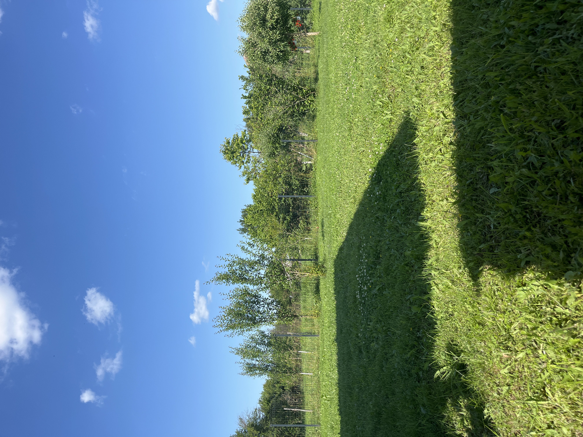 This image depicts a sunny outdoor scene in the city of Unknown, Unknown, primarily featuring a grassy area, trees, and a clear blue sky. The sky occupies the upper third of the frame, showcasing a vibrant blue with scattered white cumulus clouds. Two small, dark specks, possibly birds or insects, are visible in the upper left portion of the sky.
The midground is defined by a line of diverse green trees and bushes, forming a natural perimeter. A grey metal wire fence, supported by multiple vertical posts, extends horizontally across the scene, dividing the immediate foreground from the denser foliage behind it. Behind the fence, several young, slender fruit trees are visible, some appearing to be propped with wooden stakes. To the far right, a small portion of a red roof structure is discernible amidst the greenery.
The foreground is dominated by a lush, green lawn or field of grass, containing a mixture of grass types, clover, and dandelions. A prominent, sharply defined dark shadow, likely cast by an overhead structure, covers the lower half to third of the grass, extending from the bottom left and bottom right corners towards the center. The lighting suggests direct sunlight from a relatively high angle, indicating a bright day. No individuals or animals are present in the visible area.