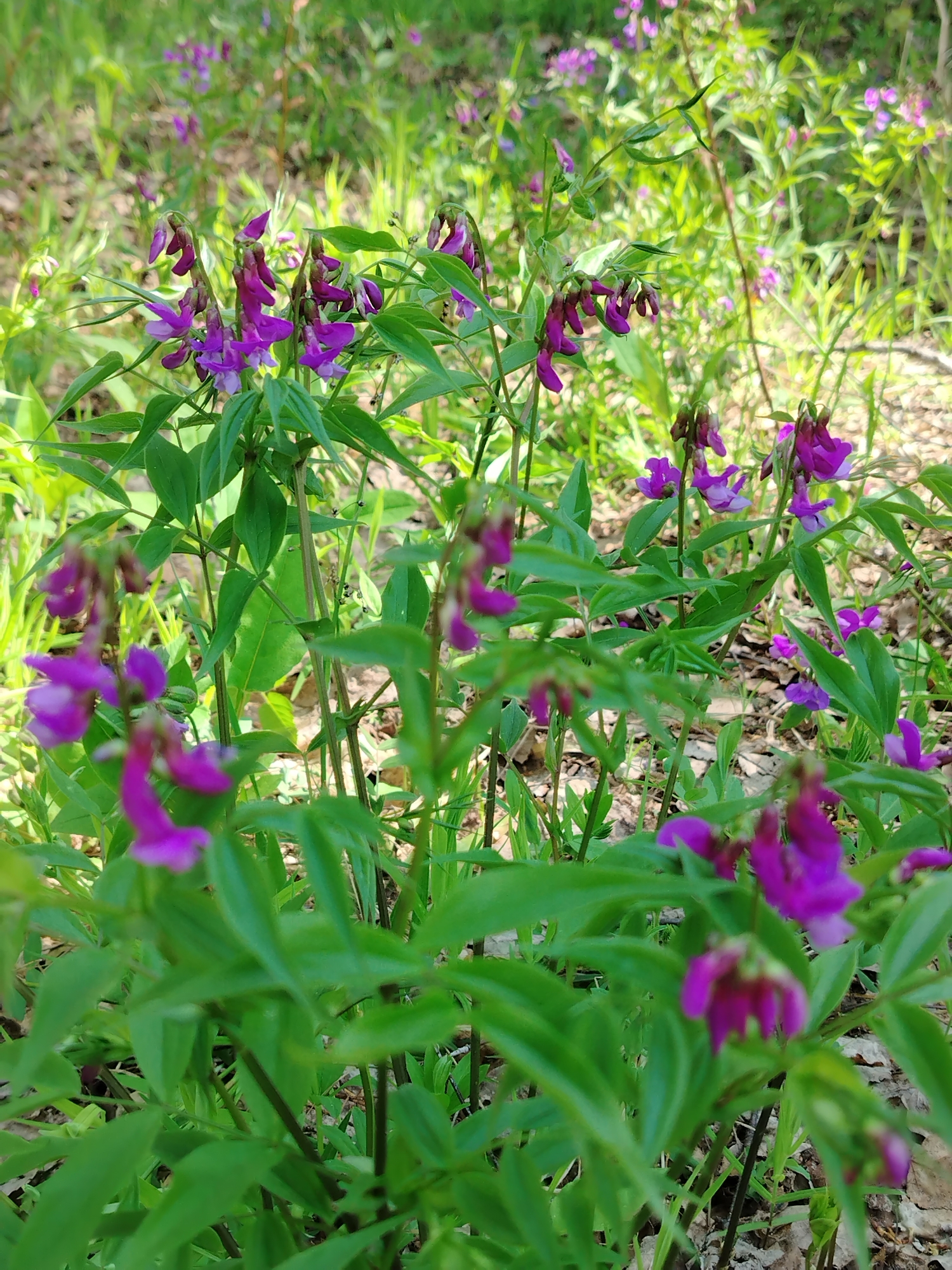 The image depicts a patch of purple flowers amidst green foliage. The scene appears to be in a natural setting, possibly a field or wooded area. The flowers are the most prominent feature, and their vibrant purple color contrasts with the surrounding greenery. The location is stated to be in the city of Noviy, Russia.