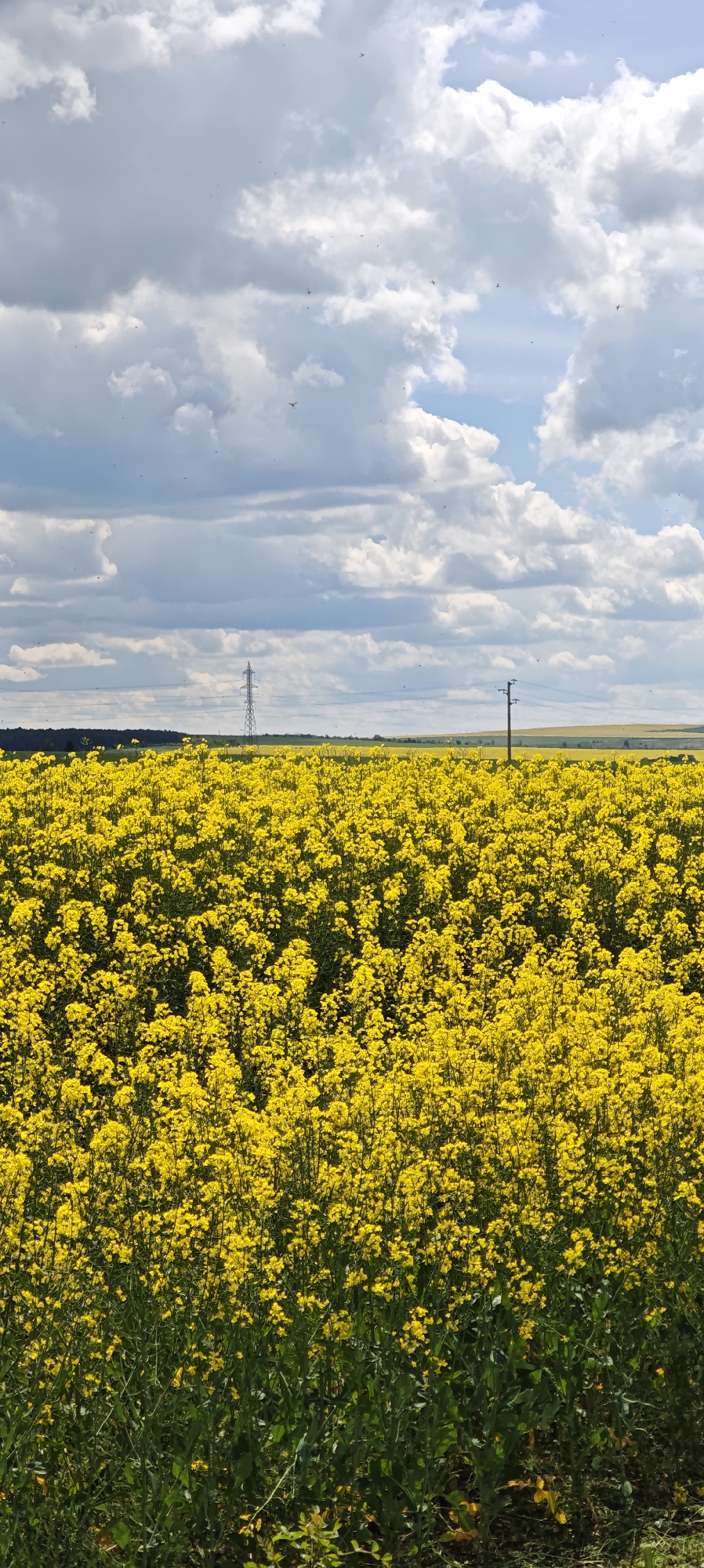 The image shows a vast field of vibrant yellow rapeseed flowers under a partly cloudy sky. A power line pylon is visible in the distance. The location is likely Sokolovo, Bulgaria, as the query specified, but this cannot be confirmed from the image itself. The foreground is filled with the densely packed rapeseed plants. The sky is a mix of blue and white clouds, suggesting fair weather. There are no people or animals visible in the image.