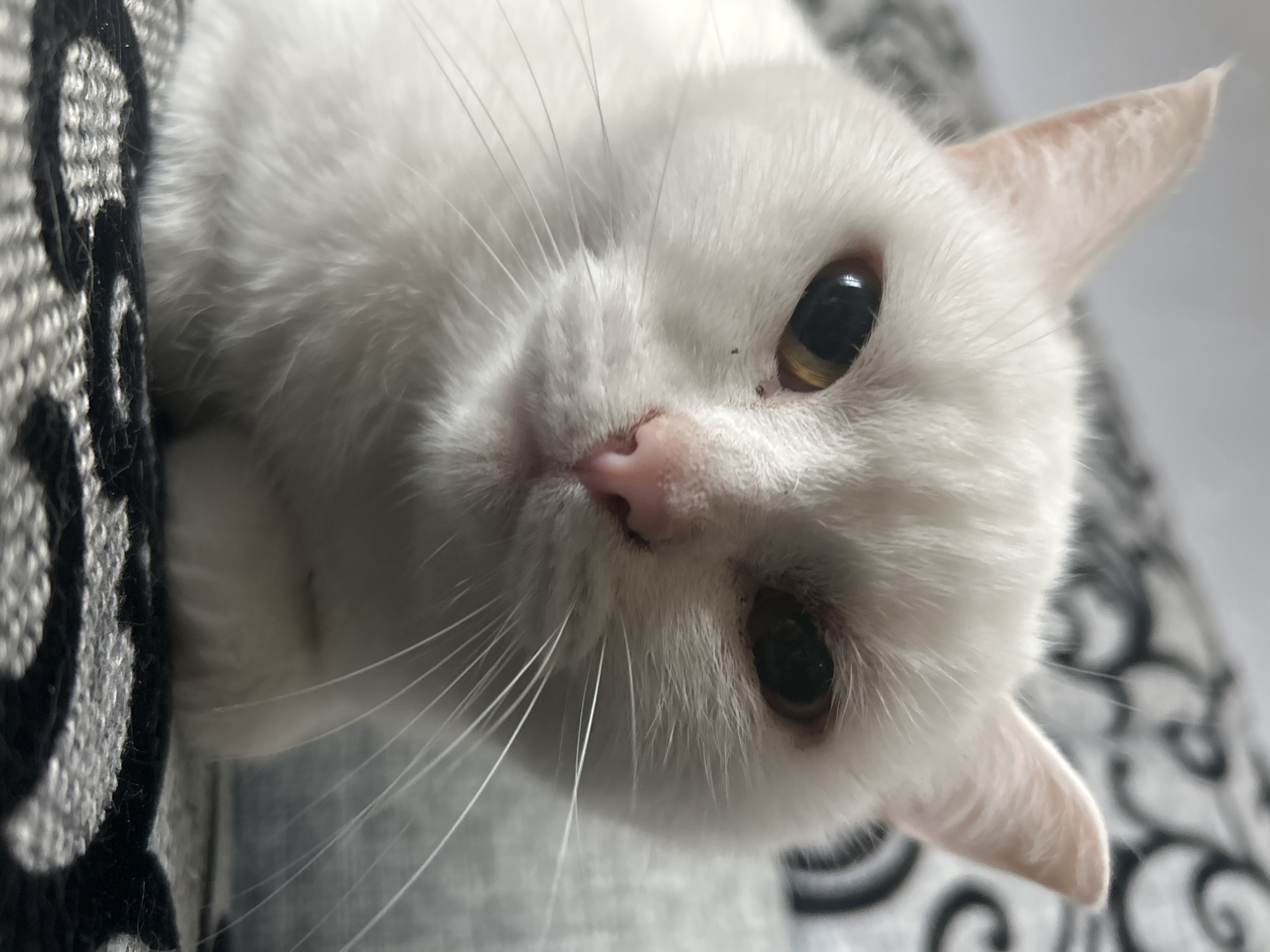 A close-up captures a white cat lying on what appears to be a patterned, grey sofa or cushion. The cat is positioned at an angle, with its head tilted towards the viewer. Its eyes are open, revealing golden irises with black pupils. A pink nose and long, white whiskers are prominent features. The fur appears soft and fluffy. The background is slightly blurred, further emphasizing the cat as the main subject. There is no information available from the image to confirm the location in the city of Chaikovsky, Russia.