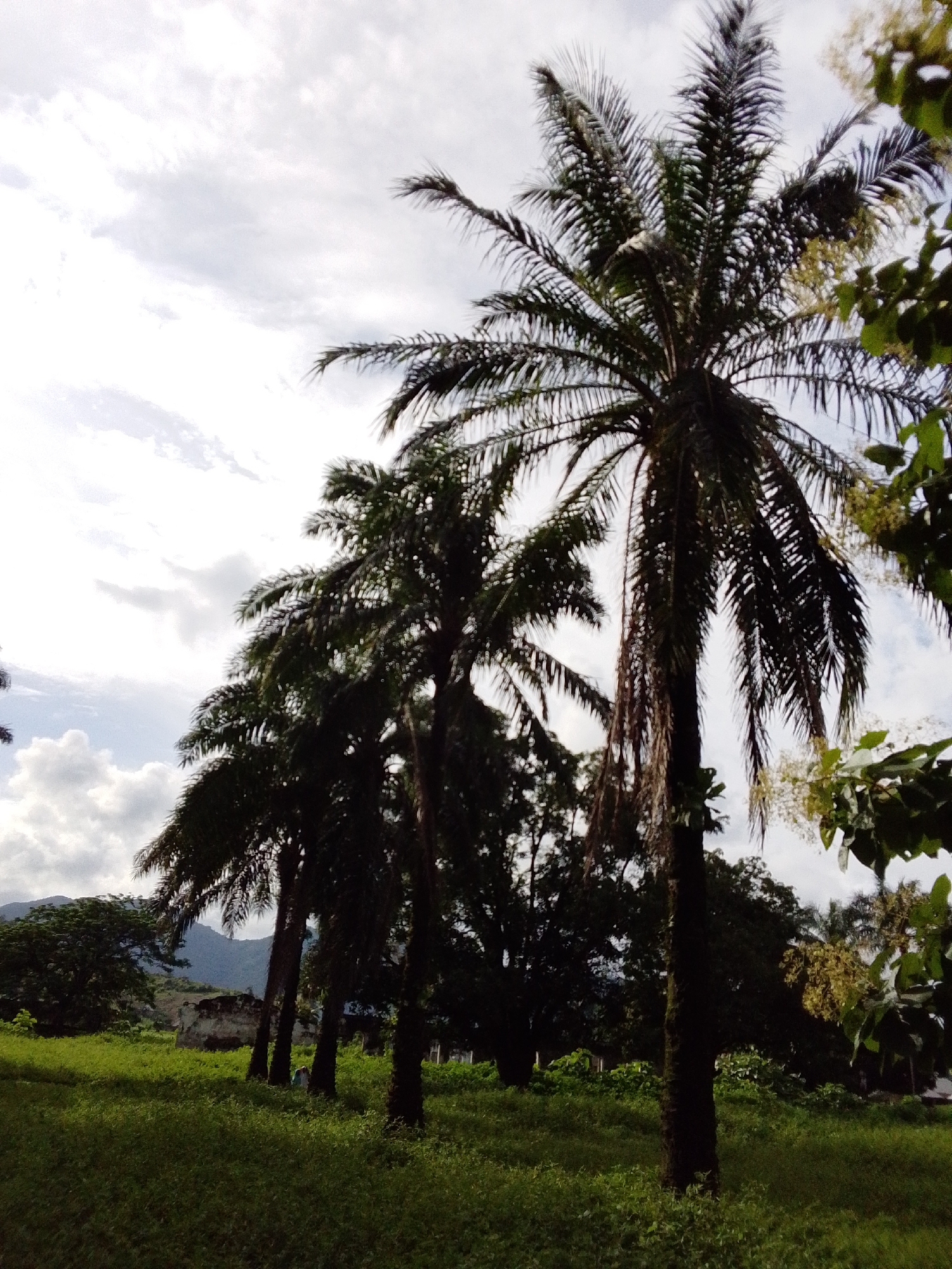 In the city of Serti, Nigeria, a picturesque scene unfolds with several tall palm trees dominating the foreground. The sky above is a canvas of white and gray clouds, hinting at a partly cloudy day. Lush green grass carpets the ground, creating a vibrant contrast with the dark silhouettes of the palm trees. In the background, a cluster of trees forms a dense forest, with a rugged mountain range visible in the distance, adding a sense of depth to the landscape. The image captures the natural beauty of Serti, with its tropical flora and majestic natural landmarks.