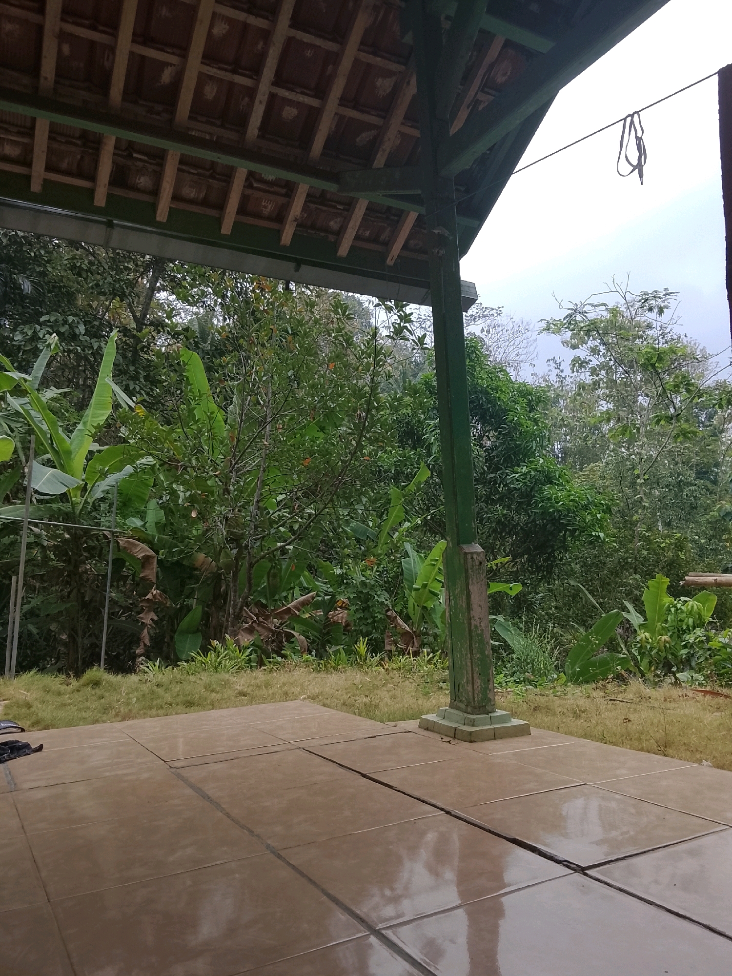 This is an eye-level, medium shot captured from a tiled patio in Kertahayu, Indonesia. The patio is made of large, square, brown tiles, some of which appear cracked and are reflecting the overcast sky. A grassy area with some dried leaves separates the patio from a dense, lush jungle.
Overhead, part of a traditional Indonesian roof structure is visible, with exposed wooden beams and reddish-brown tiles. A green wooden pillar supports the roof structure. A rope with a loop hangs from a wire stretched across the scene.
The jungle is filled with a variety of green foliage, including large banana leaves and smaller trees with orange fruits. The overall scene depicts a natural, humid environment. No people are present.