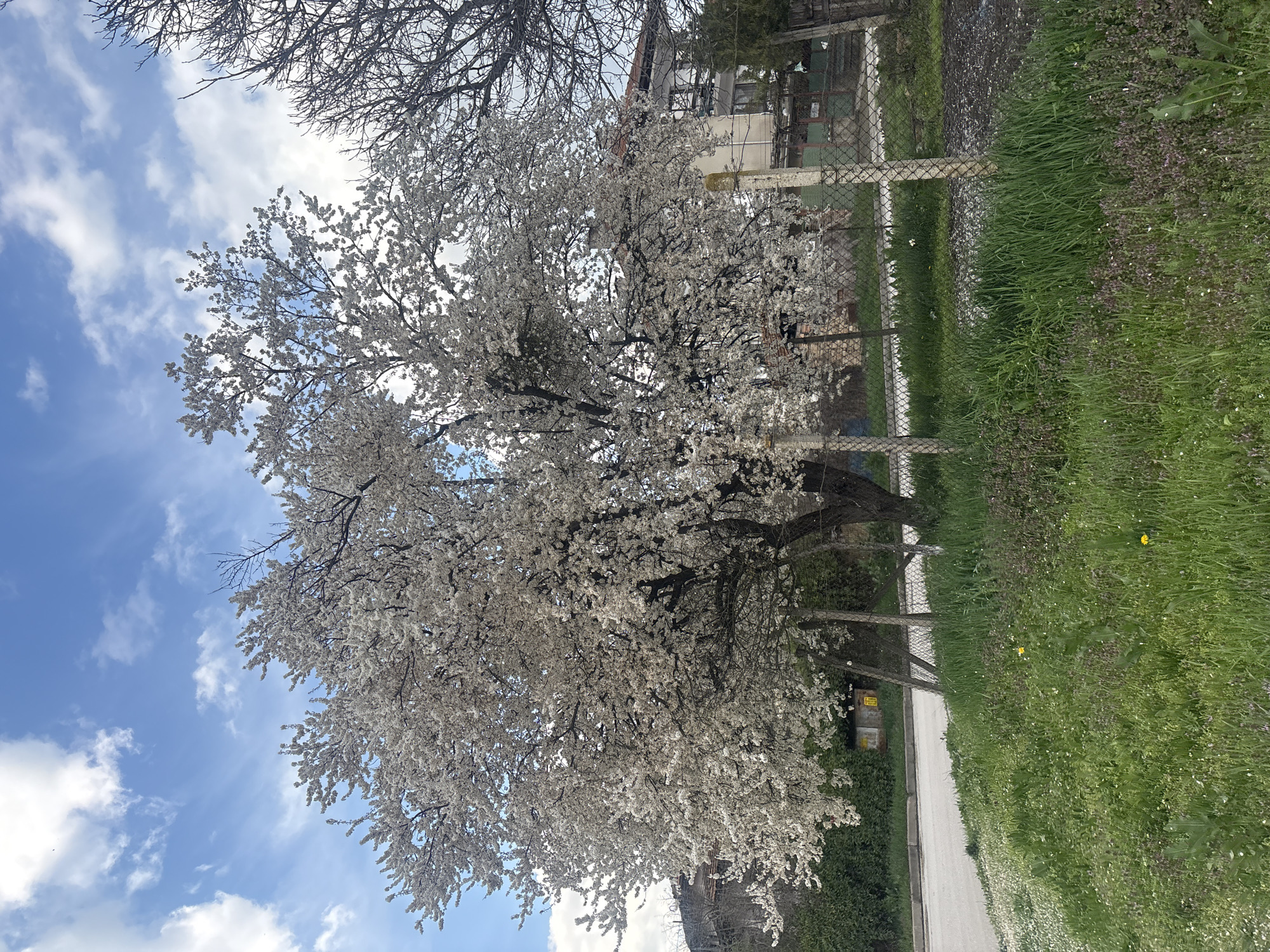 The image depicts a large tree in full bloom with white flowers, likely in the spring. The tree is located next to a sidewalk and grassy area, bordered by a chain-link fence. Behind the fence, there is a building and other vegetation. The sky is blue with scattered clouds. The image is taken in an outdoor setting, potentially within the city of Strazhitsa, Bulgaria. There are no people visible in the frame.