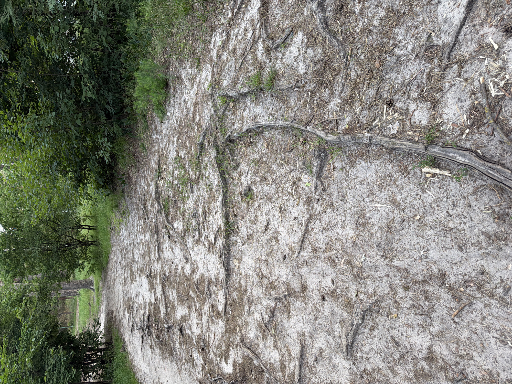 The image shows a sandy forest path in Irpin, Ukraine, covered with exposed tree roots and fallen pine needles. The path curves to the left and upwards into a dense forest. The foliage on either side of the path is lush and green. The ground is a mix of light-colored sand and darker organic debris. There are no people or animals visible in the image. The overall impression is one of a natural, somewhat wild outdoor environment.
