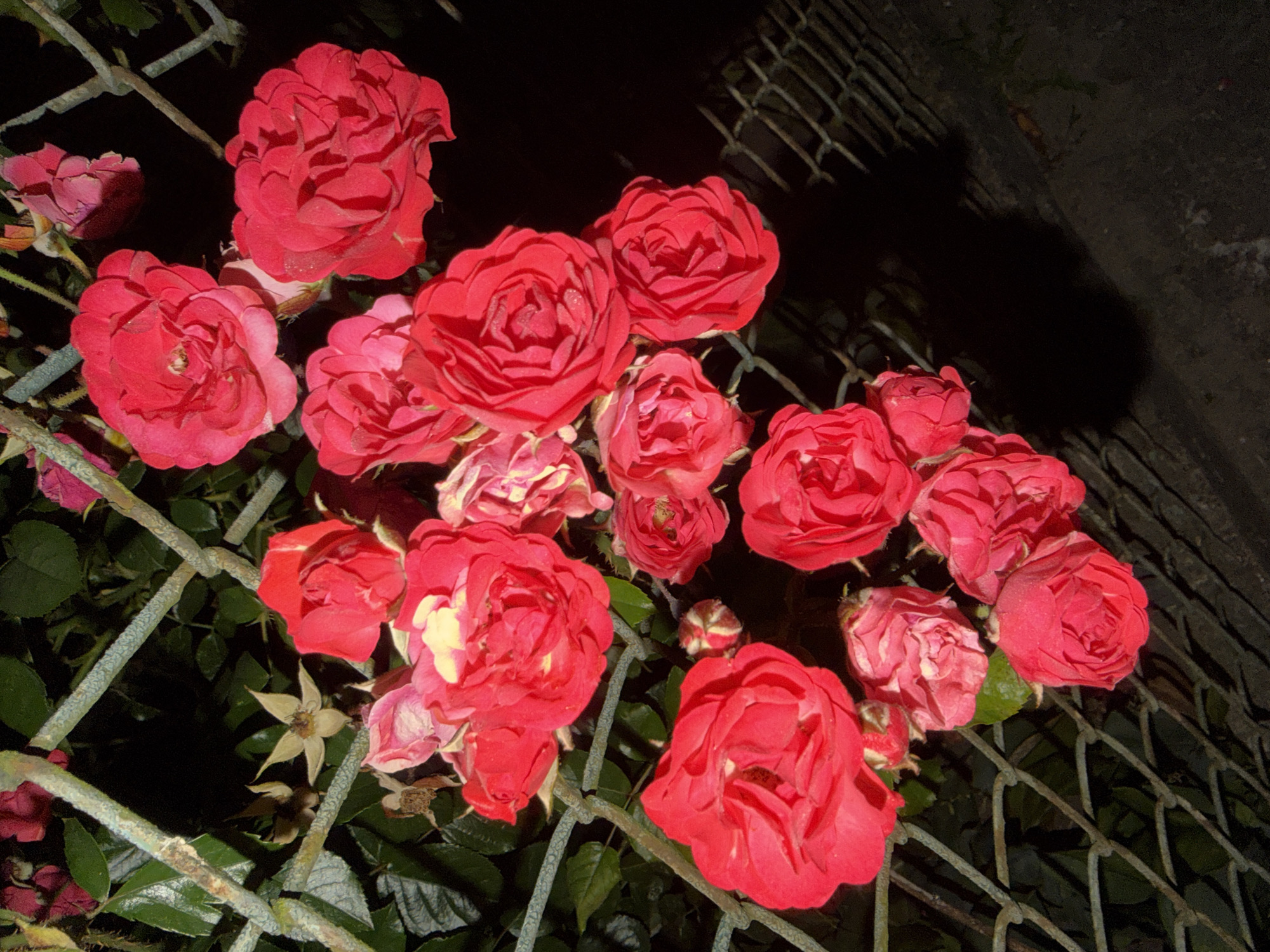 A close-up, low-angle, nighttime photograph captures a cluster of vibrant red roses intertwined with a rusty chain-link fence. The roses are in various stages of bloom, with some fully open and others still in bud. Their petals are richly textured, and some exhibit a slight sheen, possibly from dew or moisture. The fence, a utilitarian element, provides a stark contrast to the organic beauty of the flowers, its weathered surface showing signs of age. The background is predominantly dark, suggesting a shadowed environment, with hints of green foliage from the rose bushes visible behind the fence. The lighting is dramatic, casting distinct shadows and highlighting the textures of both the flowers and the fence. The image is framed to emphasize the density of the rose blossoms and their connection to the fence, creating a visually striking composition. The specific location within Szczecin, Poland cannot be determined from the visual information provided in the image.