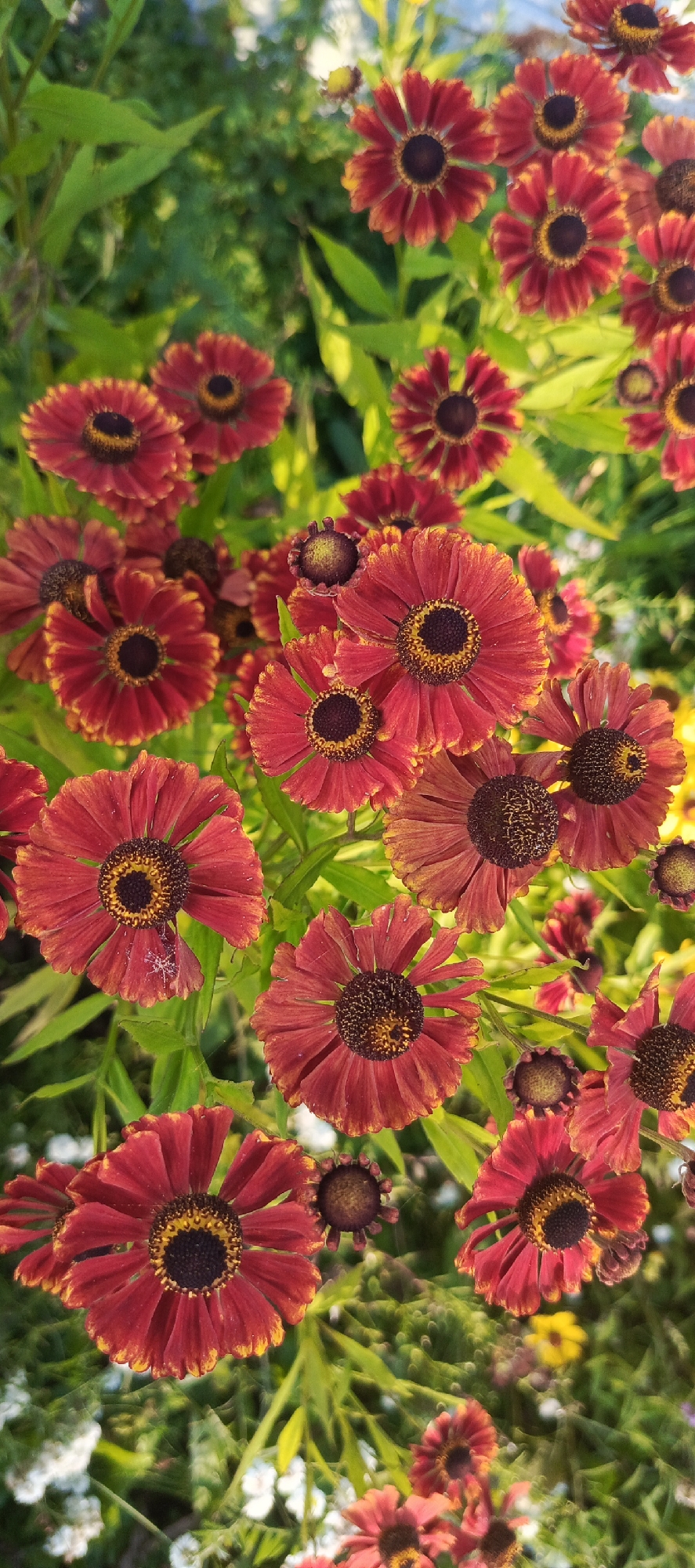 A medium shot captures a dense cluster of red and yellow helenium flowers in bloom against a backdrop of green foliage. The flowers, with their distinctive daisy-like appearance, feature dark brown centers surrounded by vibrant red petals that often have yellow tips. Some petals are slightly curled or ruffled, adding texture to the scene. The overall impression is one of abundant floral growth in a natural setting.