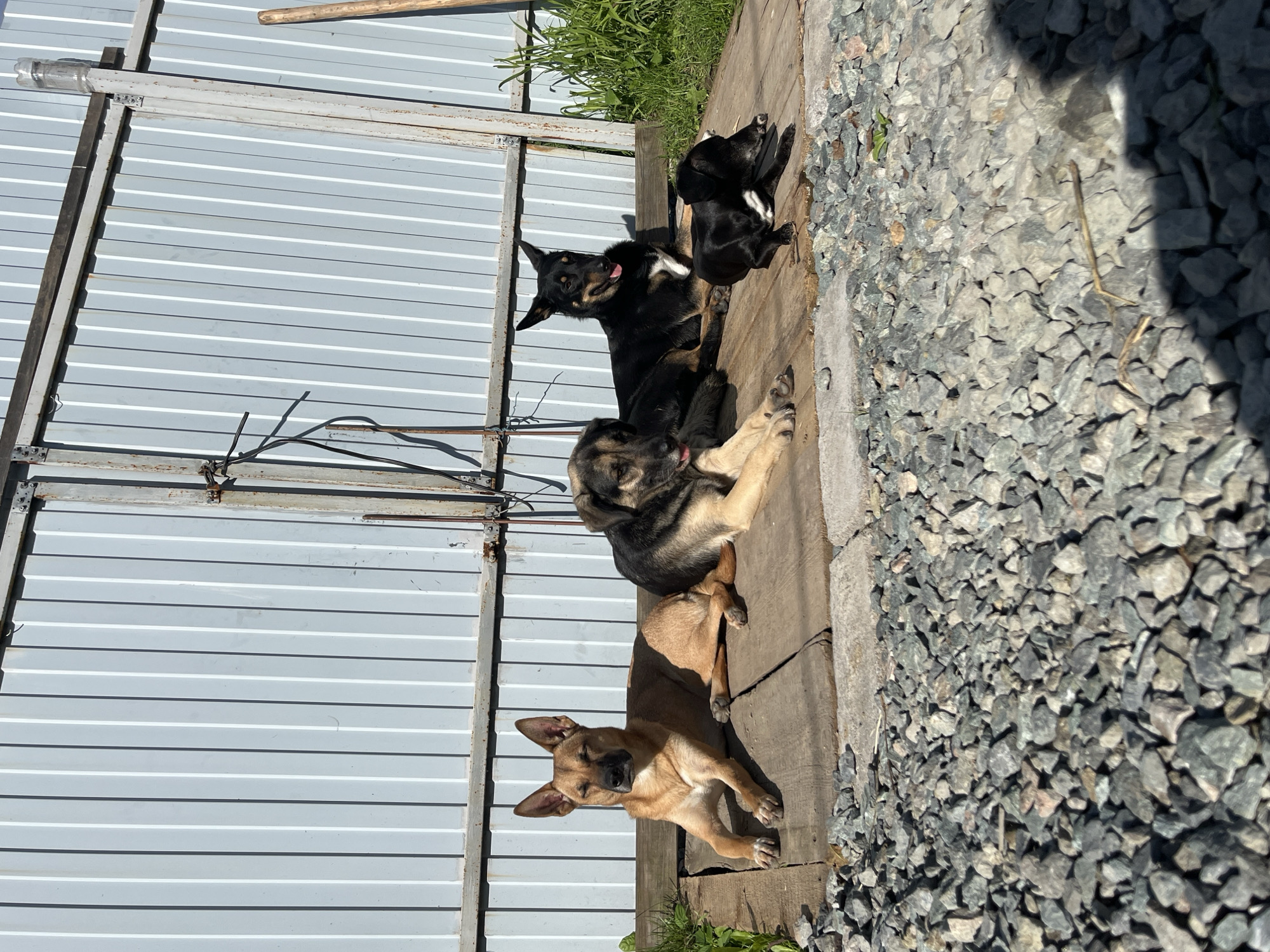 A medium shot captures four dogs resting on a wooden platform in front of a corrugated metal fence. The dogs are of various breeds and sizes. From left to right, a tan-colored dog with pointed ears lies with its eyes partially closed. Next to it is a larger, mixed-breed dog with darker fur, also lying down. To its right, a black dog with white markings on its chest and paws is visible, with its tongue slightly out. The smallest dog, black with some white, is lying down in front of the black dog. The wooden platform is constructed from planks and is situated on a gravelly ground. Lush green grass grows to the right of the fence. The scene appears to be outdoors on a sunny day, suggesting a typical residential or outdoor enclosure in Nizhny Tagil, Russia, perhaps a backyard or a dog shelter.