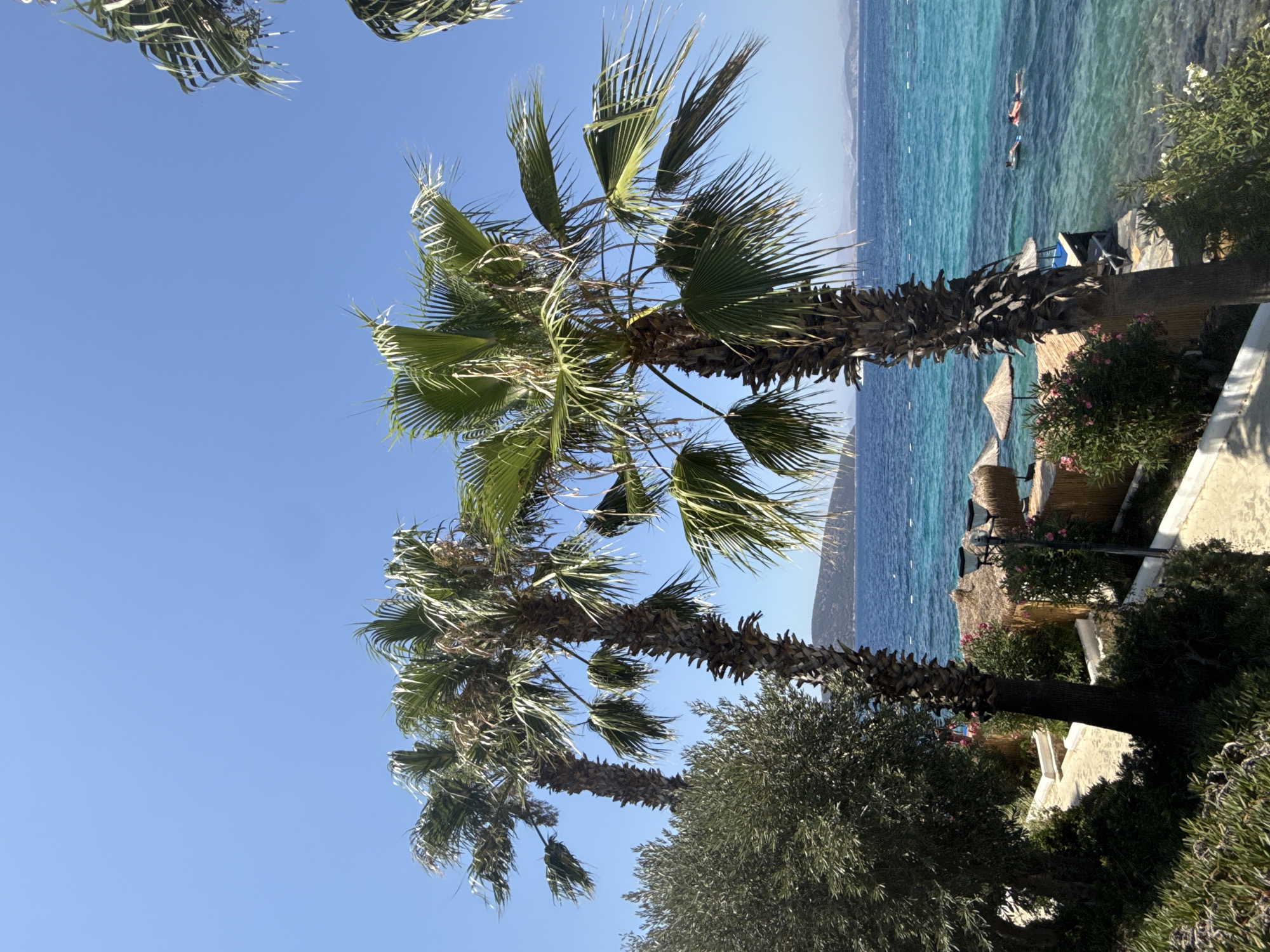 The image depicts a coastal scene in Bodrum, Turkey, characterized by lush vegetation, clear turquoise waters, and a bright blue sky. Dominating the foreground are several palm trees with their fronds rustling in the breeze, interspersed with an olive tree and dense green bushes. A paved pathway with white borders winds through the landscape, leading towards a small, thatched-roof hut with straw umbrellas, suggesting a beachside relaxation area. In the distance, the calm sea is visible, with a few snorkelers enjoying the water. The horizon is marked by a chain of distant islands or hills under the clear sky. The overall atmosphere is one of a serene and idyllic tropical or Mediterranean resort.