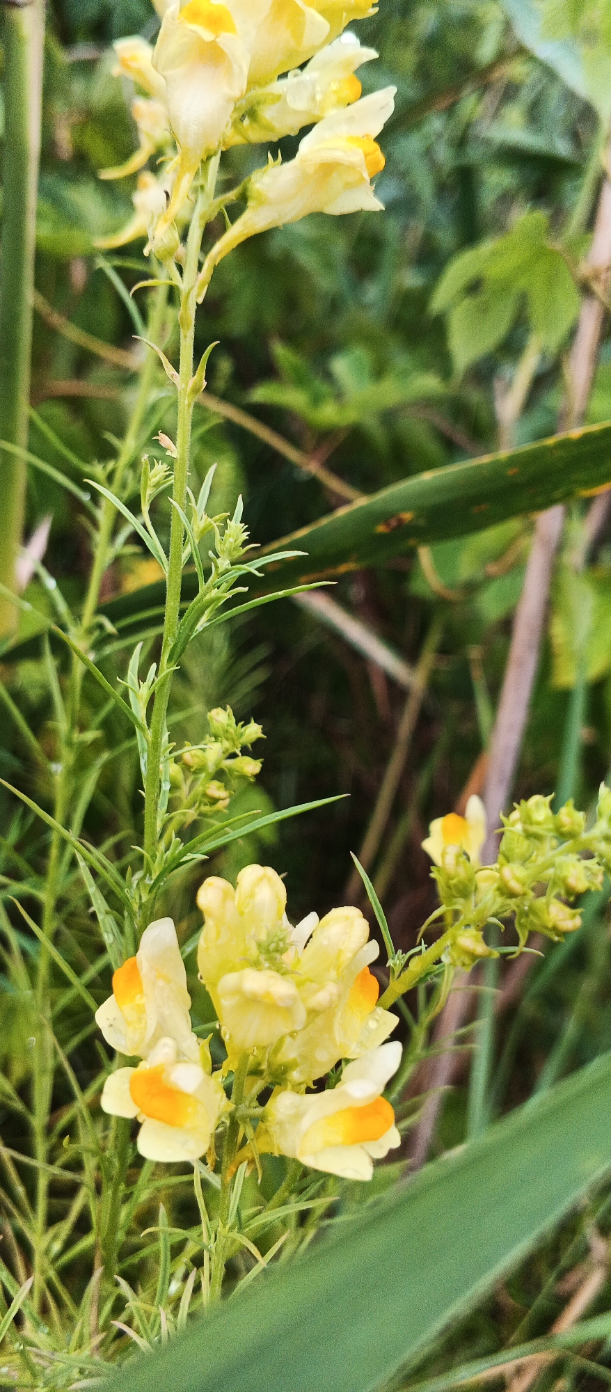 A close-up, eye-level shot captures a stalk of yellow and orange flowers with dew drops on their petals, set against a blurred green and brown background of foliage and grass. The flowers are elongated with a distinctive lip and spurred base, typical of the Linaria genus. A thin stem rises vertically, supporting clusters of these flowers and developing seed pods. The lighting is soft, suggesting an overcast day or early morning. The environment appears natural, likely a park, garden, or wild patch of vegetation within the city of Smila, Ukraine. No people or specific landmarks are visible.