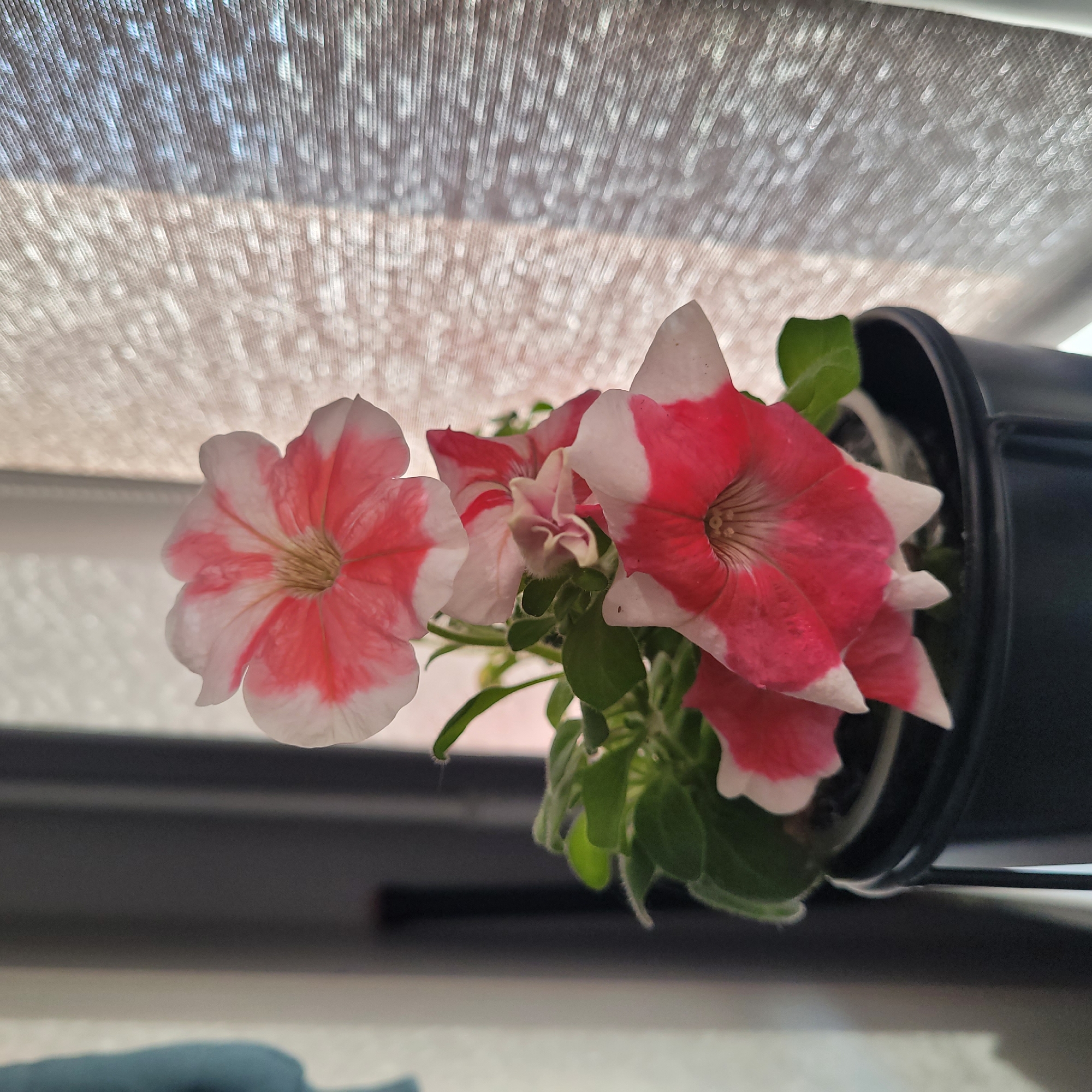 The image shows a close-up of a potted plant with multiple pink and white petunia flowers in bloom. The plant is in a black plastic pot, and it is positioned near a window with a textured, light-colored blind. The lighting suggests it is daytime, with sunlight filtering through the blind, creating a bokeh effect. The background is blurred, showing a dark vertical element and a lighter wall to the left. The scene appears to be an indoor setting, likely a windowsill in a residence or a similar interior space. There is no indication of Jūrmala, Latvia, in the image itself.