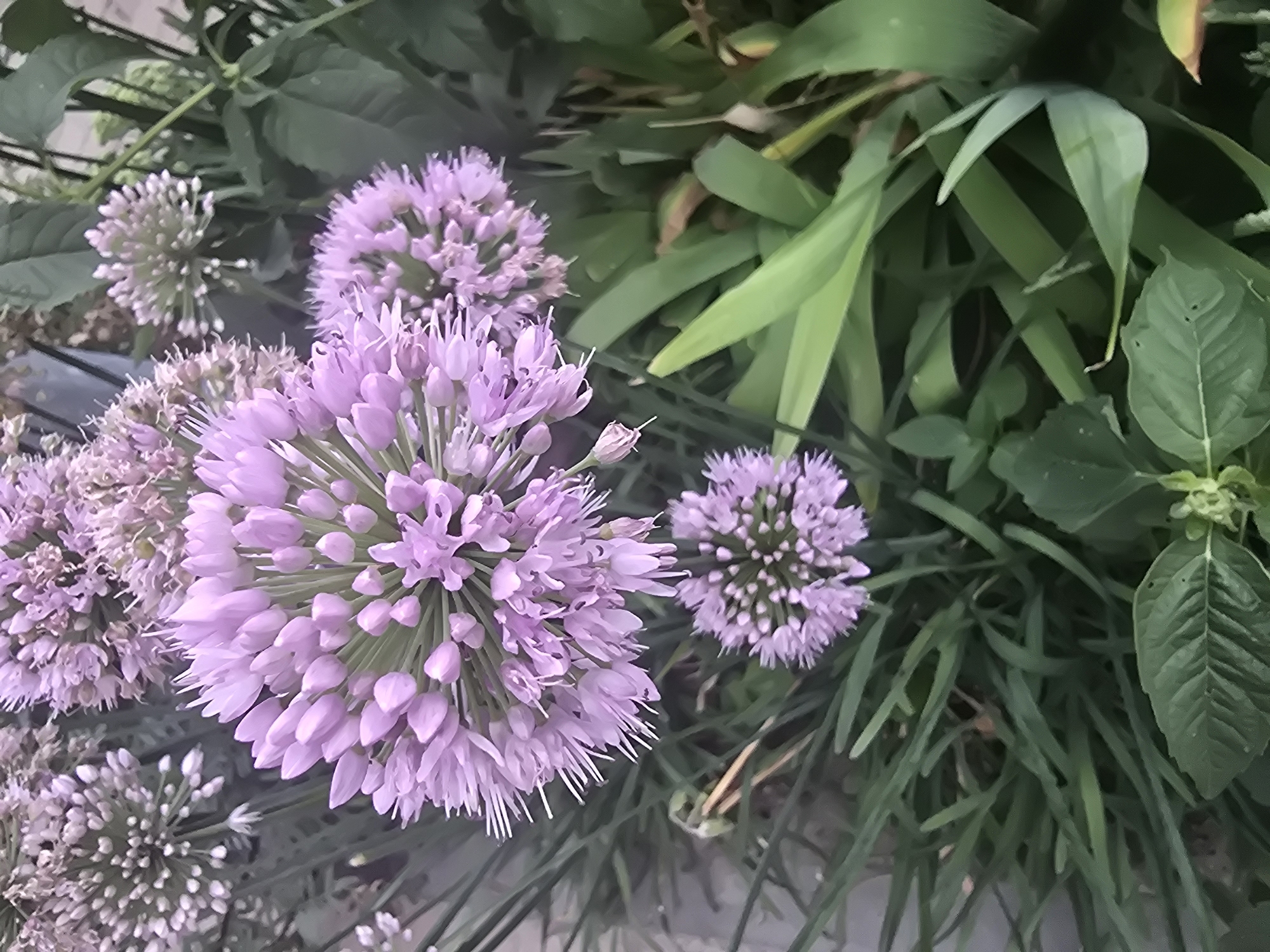 A close-up, vertical, eye-level shot captures a cluster of blooming purple ornamental onions in an outdoor setting. The flowers are spherical, with many small florets packed tightly together, giving them a pom-pom appearance. The dominant colors are shades of purple from the blossoms and vibrant green from the surrounding foliage, which includes long, slender leaves and darker, broader leaves at the bottom of the frame. The background is softly blurred, suggesting a garden or park environment. The lighting is natural and diffused, casting no harsh shadows. The scene appears to be a still-life of the flowers and their greenery, with no people or animals visible. The composition is focused on the textures and colors of the plants. Based on the provided information, the location is Vyshneve, Ukraine.