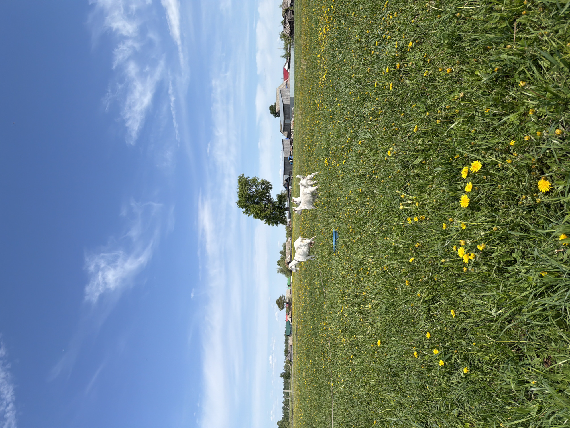 The image depicts a rural scene in Кадряково, Russia. A field of green grass interspersed with yellow dandelions fills the foreground. Several white goats are visible in the middle ground, some standing and others lying down. Beyond the field, there are buildings, likely houses or barns, and trees suggesting a village setting. The sky is blue with scattered white clouds.