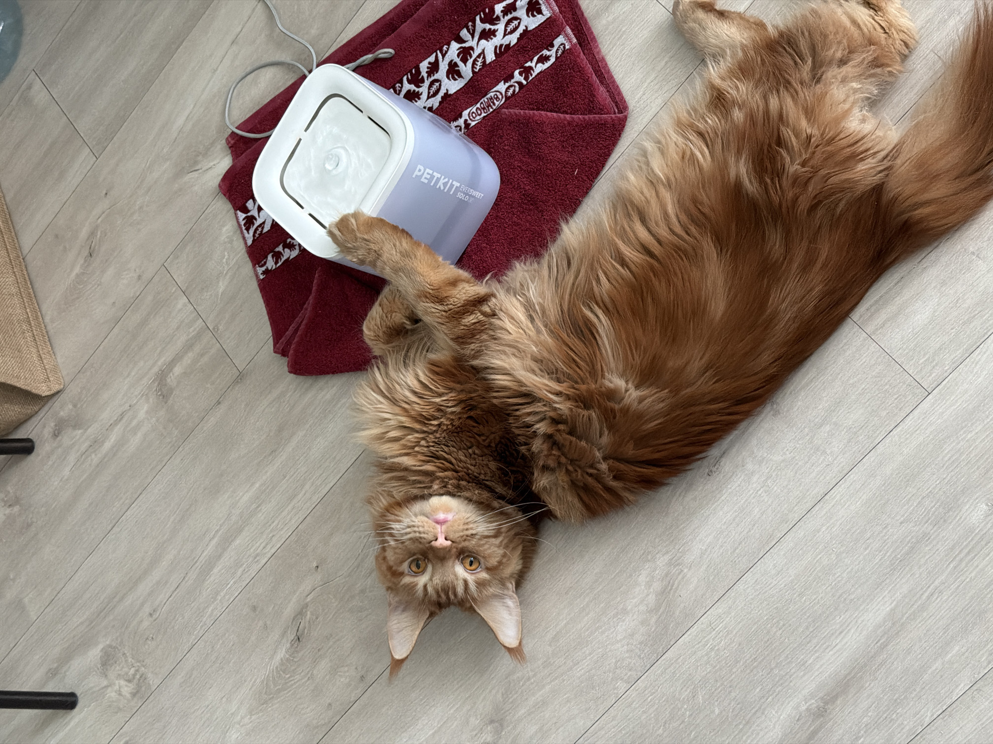 A large ginger Maine Coon cat is lying on its back on a light-colored wood-look floor. Its head is at the bottom of the frame and its tail stretches towards the top right corner. The cat's left paw rests on a white and light blue "PETKIT Eversweet Solo 3S" water fountain, which sits on a folded maroon towel with a white leaf-like pattern near the top. A light gray cord extends from the fountain towards the top left corner. The cat's eyes are open and looking up. A tan-colored object is visible in the extreme upper left corner. Based on the pattern of the flooring and the items present, the location is likely inside a home. No reliable information is available in the image to determine whether the photograph was taken in Kazan, Russia.