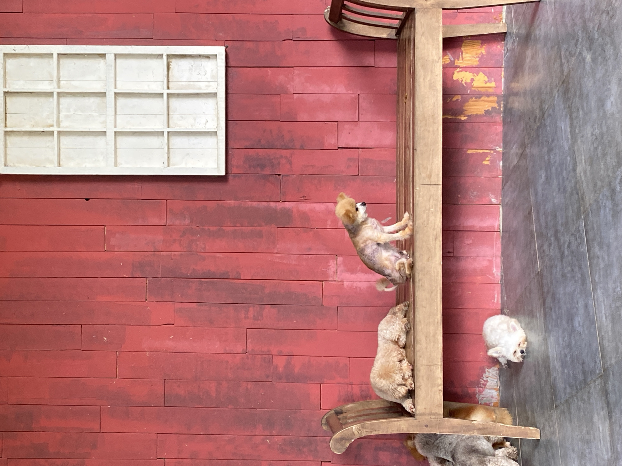The image depicts an outdoor scene with a weathered red wooden wall as the backdrop. A white, multi-paned window frame is mounted on the wall. In front of the wall, a rustic wooden bench is placed on a gray tiled floor. Several dogs are present: one small tan dog is sitting on the bench, looking to the left. Another tan dog is lying down on the bench. To the far left, a light brown dog is lying down. A small white dog is sleeping on the floor in front of the bench. The wall exhibits signs of wear, with peeling paint revealing a yellowish undercoat in some areas. The bench appears to be made of various types of wood, with a curved wooden armrest on the left and slatted wooden supports on the right. The lighting suggests it is daytime. The scene is located in Thôn 5, Vietnam.