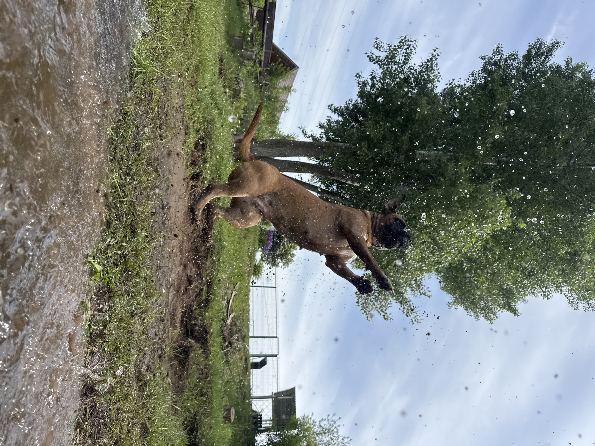 A brown boxer dog is in mid-air, captured with a high shutter speed to freeze the water droplets flying from its shaking head. The background includes a green lawn with a stream or puddle on the left, a fence and a building structure in the mid-ground, and trees against a blue sky with scattered clouds. Given the location (Chaikovsky, Russia), it is likely a residential or park area with natural water features. The image captures a moment of the dog playing near the water.
