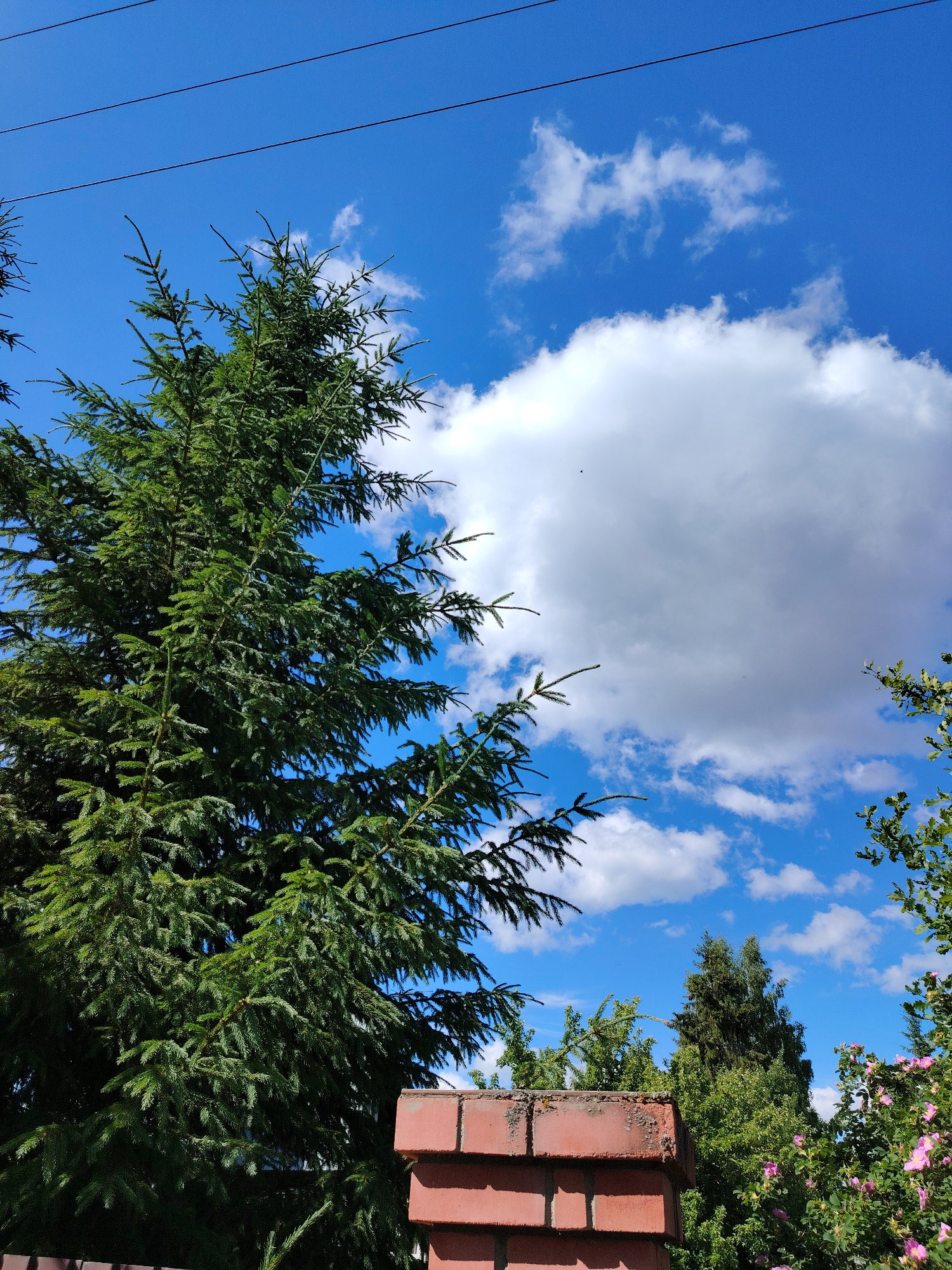 The image depicts an outdoor scene under a bright blue sky with fluffy white clouds. In the foreground, a portion of a red brick structure is visible, possibly a chimney or wall, with a weathered top. To the left and extending upwards is a large, dense evergreen tree, likely a spruce, with dark green needles. Behind the evergreen, several other trees of varying heights and foliage are visible. On the right side of the image, a bush with pink flowers is in bloom, and some green foliage from another tree is present. Power lines are stretched across the upper portion of the sky. The overall impression is a natural, possibly suburban or rural, setting in Кривец, Russia, on a clear day. No people or animals are present.