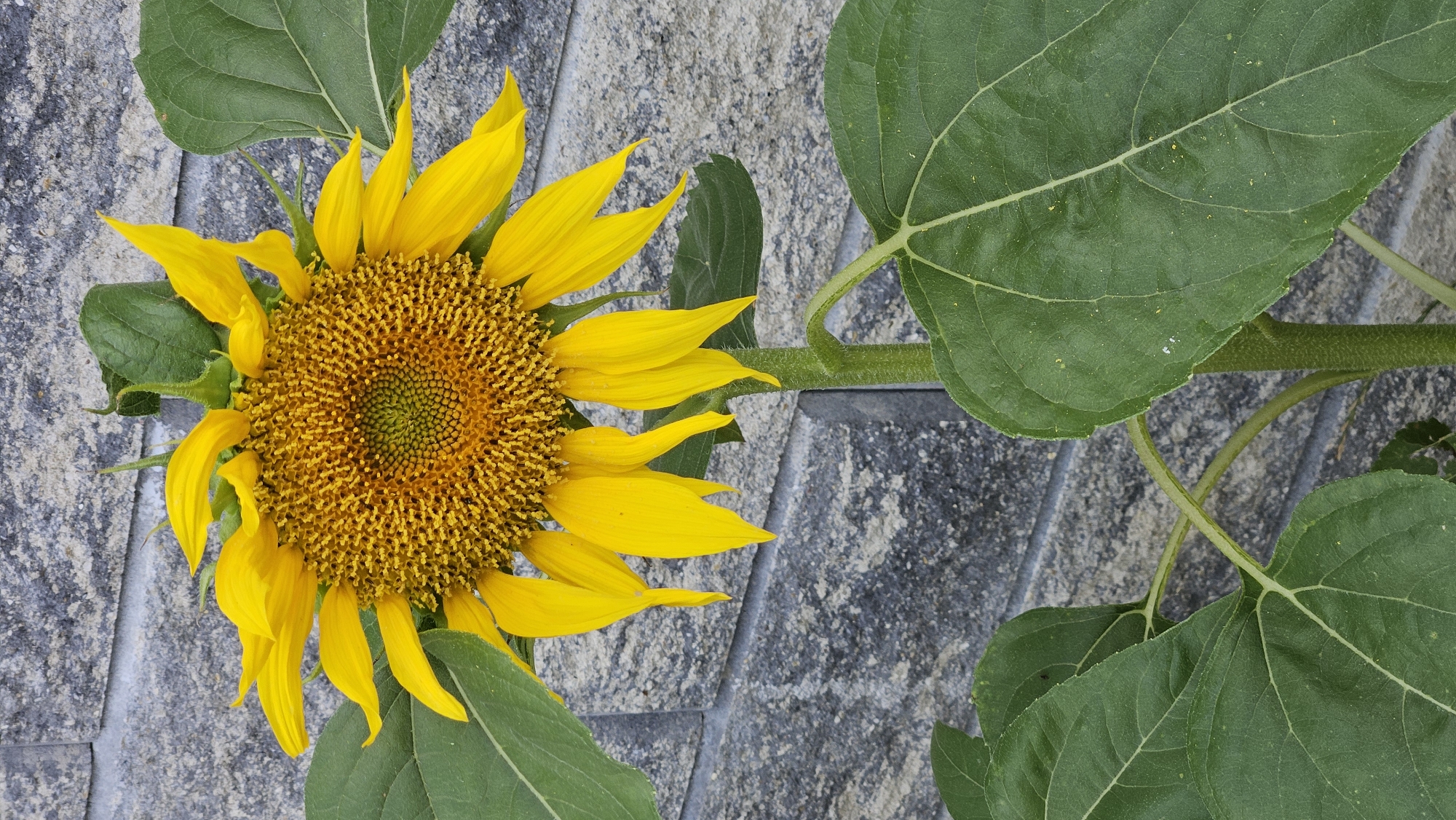 A close-up, vertical, eye-level shot showcases a vibrant sunflower against a textured gray brick wall. The sunflower, with its bright yellow petals and a rich, golden-brown center packed with seeds, is the primary subject. Its large, green leaves, some showing speckles of yellow pollen, extend outwards. The stem is thick and hairy. The background consists of roughly cut gray bricks, arranged in a horizontal pattern. The lighting is bright, casting subtle shadows. The image appears to be taken outdoors, possibly in a garden or courtyard setting within Prešov, Slovakia, given the context provided. There are no people or animals visible.