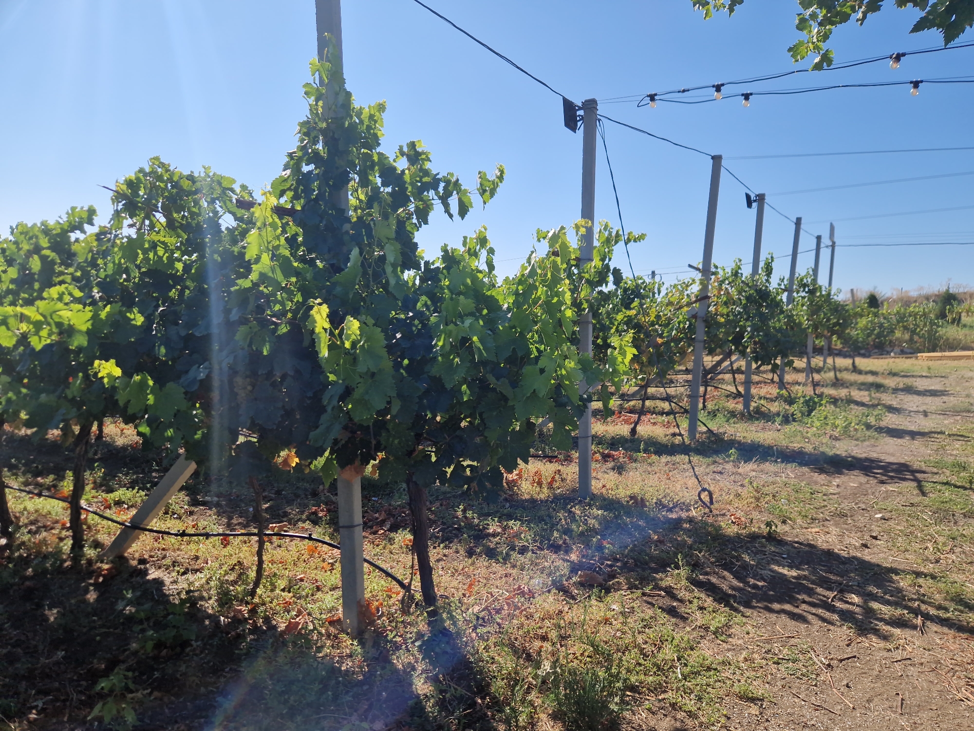 This image captures a vineyard in Tankovo, Bulgaria. The scene is dominated by rows of grapevines, supported by concrete posts and wires, stretching into the distance. Lush green leaves are abundant on the vines, with some hints of yellowing leaves scattered amongst them, suggesting a possible transition of season. Overhead, strings of lights are visible, draped between the posts, indicating the vineyard might be used for evening events or ambiance. The ground is covered with dry grass, fallen leaves, and some patches of green vegetation. The sky is a clear, bright blue, with the sun casting long shadows from the vines and posts onto the vineyard floor. The overall environment suggests an outdoor agricultural setting under clear, sunny skies.